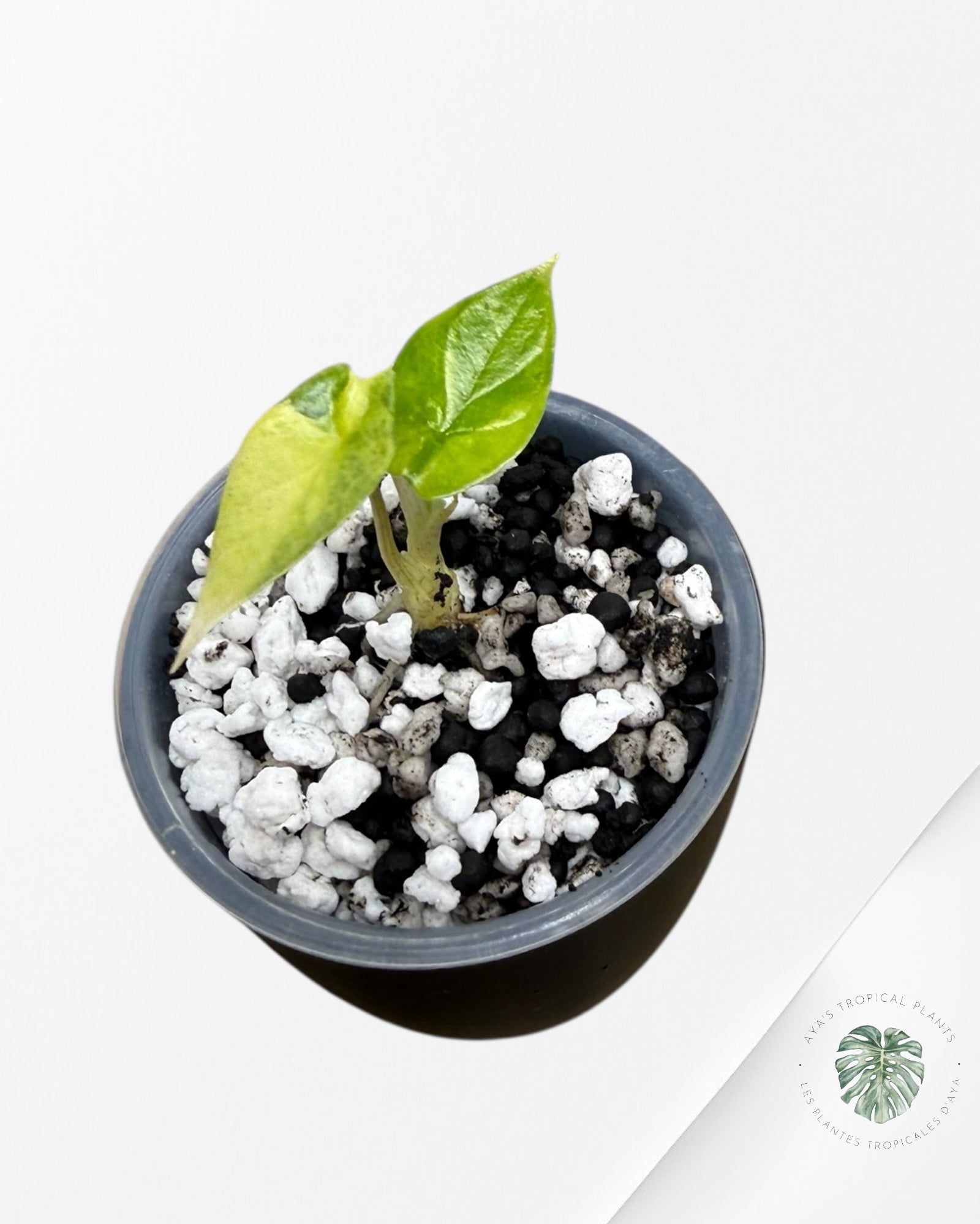 Alocasia Scalprum Aurea Panaché| Plante TC rare | Les plantes tropicales d'Aya