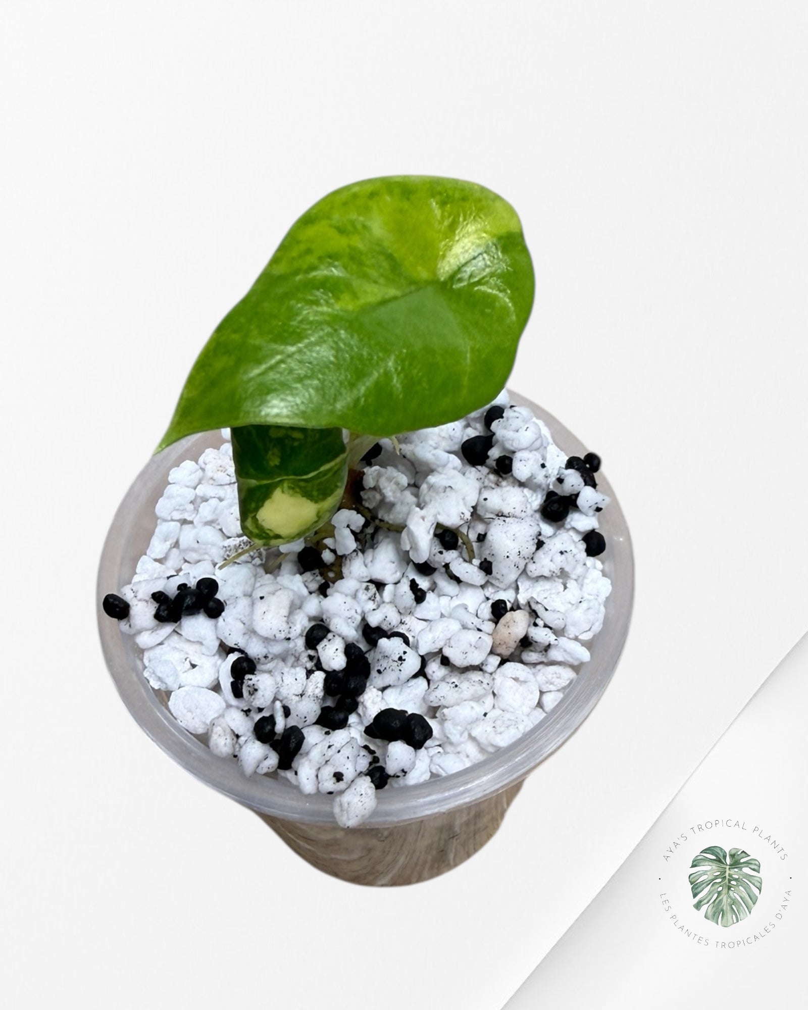 Alocasia Scalprum Aurea Panaché| Plante TC rare | Les plantes tropicales d'Aya