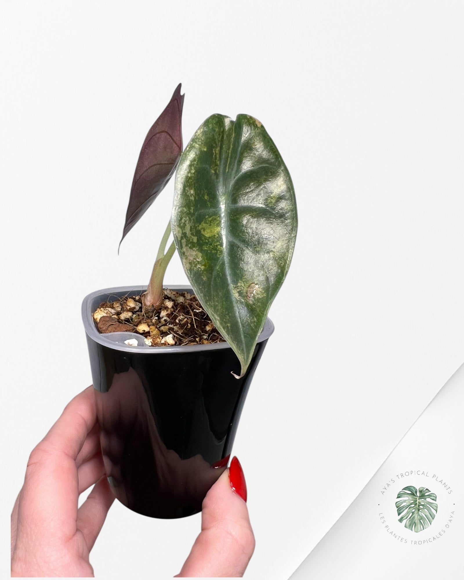 Alocasia Sedenii Aurea Variegated