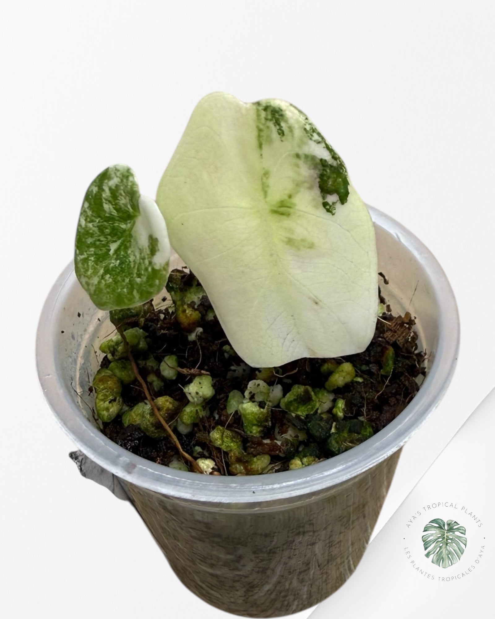 Alocasia Sedenii Aurea panachée