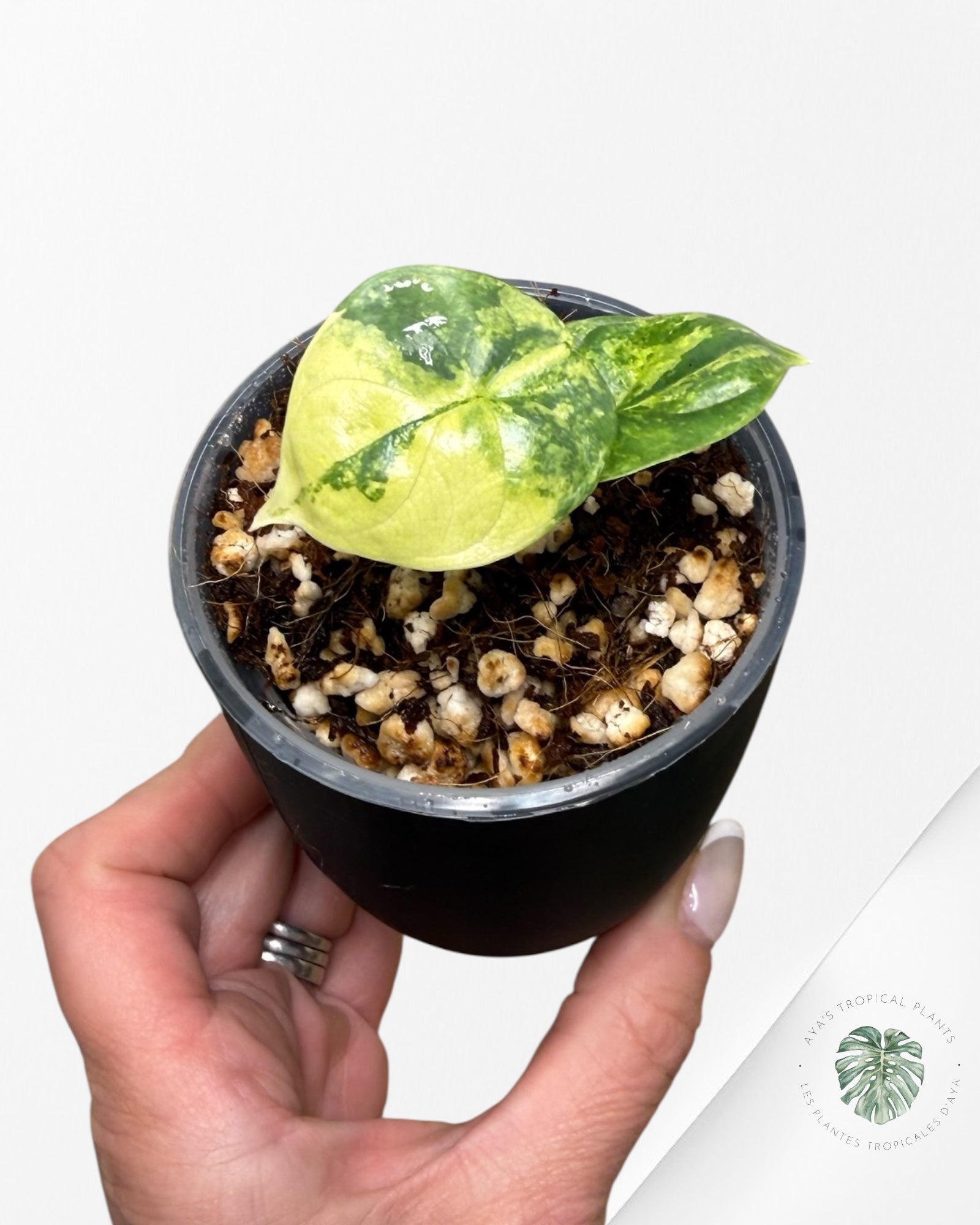 Alocasia Silver Dragon Aurea Variegated