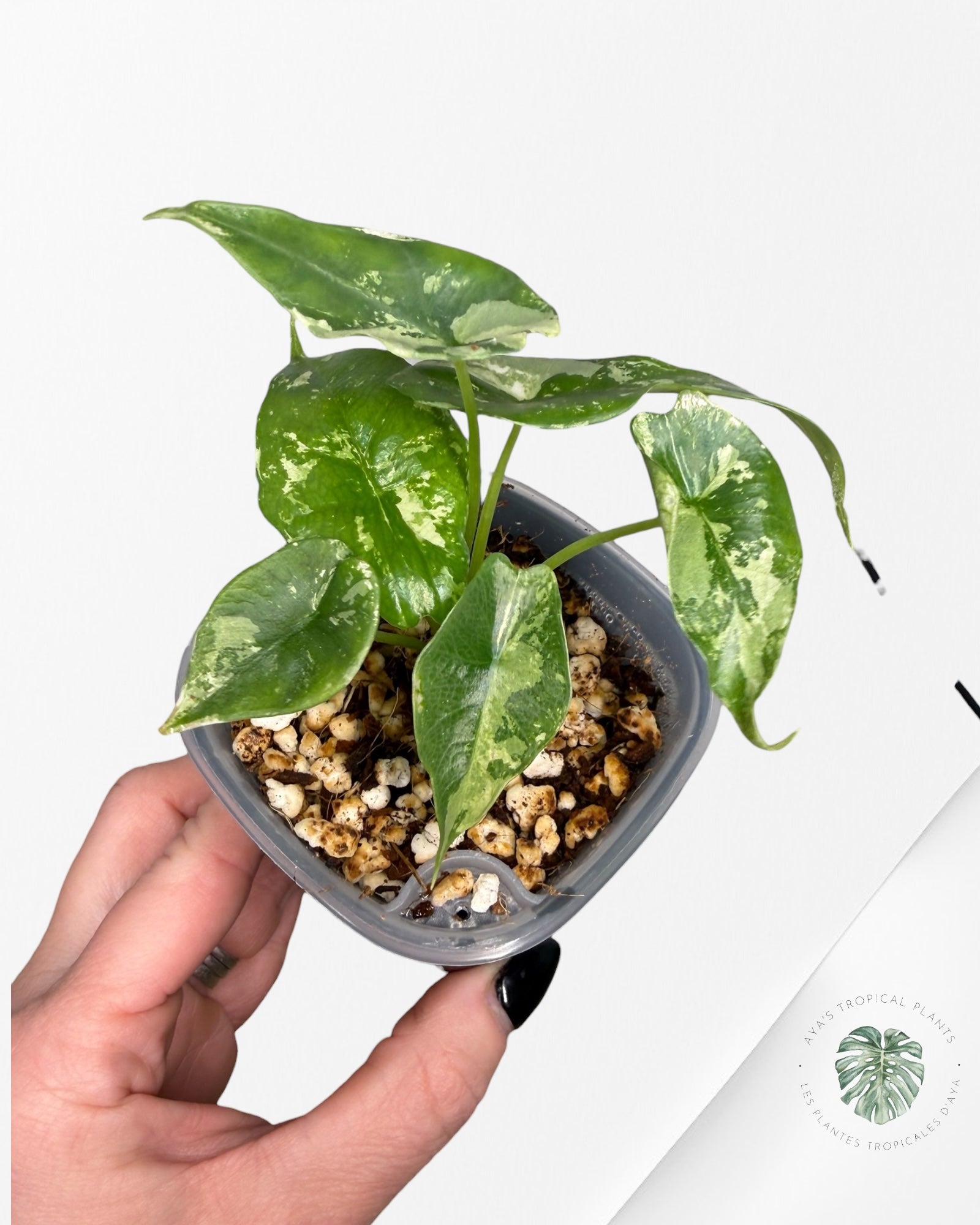 Alocasia Simpo Albo panaché