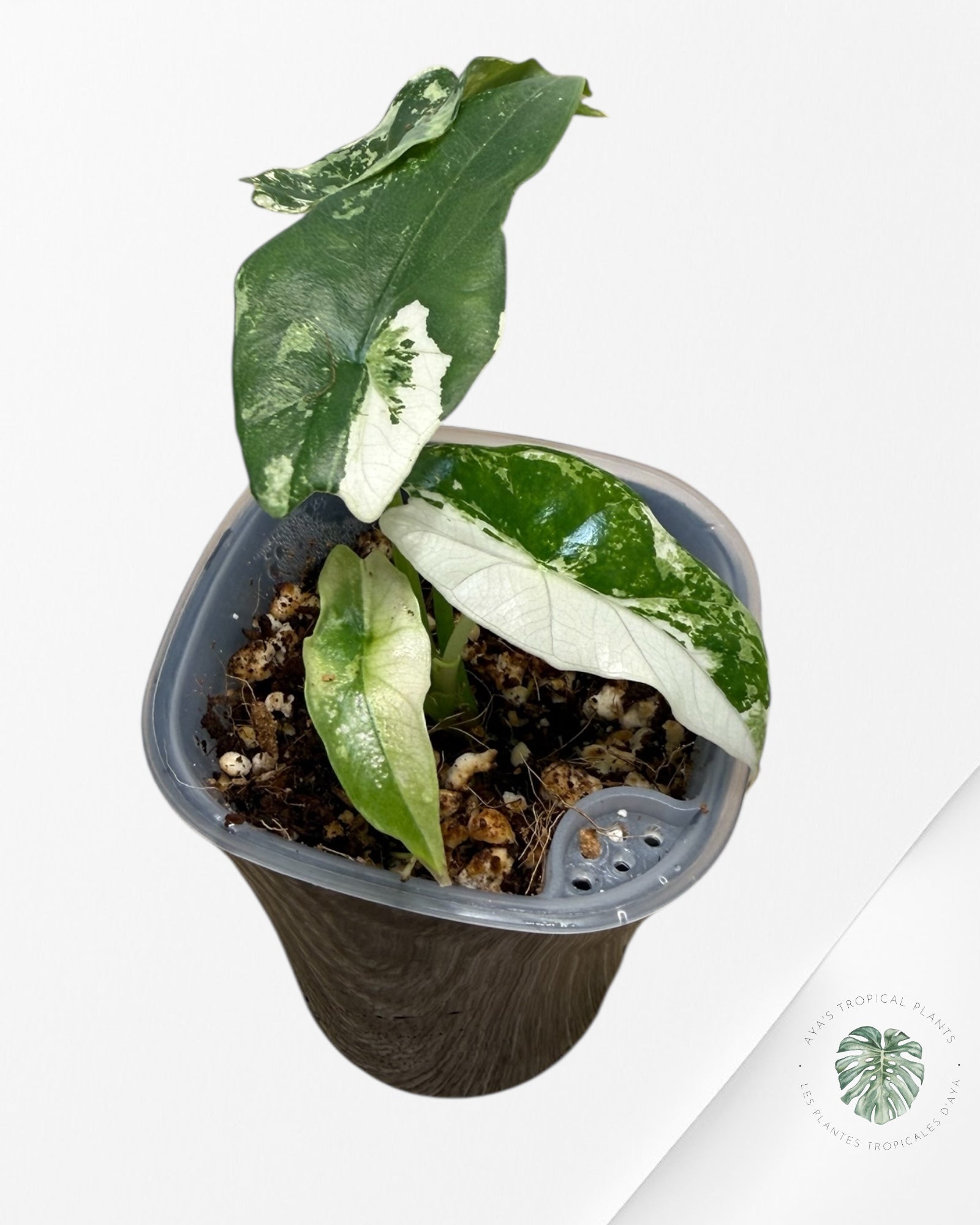 Alocasia Simpo Albo panachée | Plante rare cultivée en culture tropicale | Plantes tropicales d'Aya