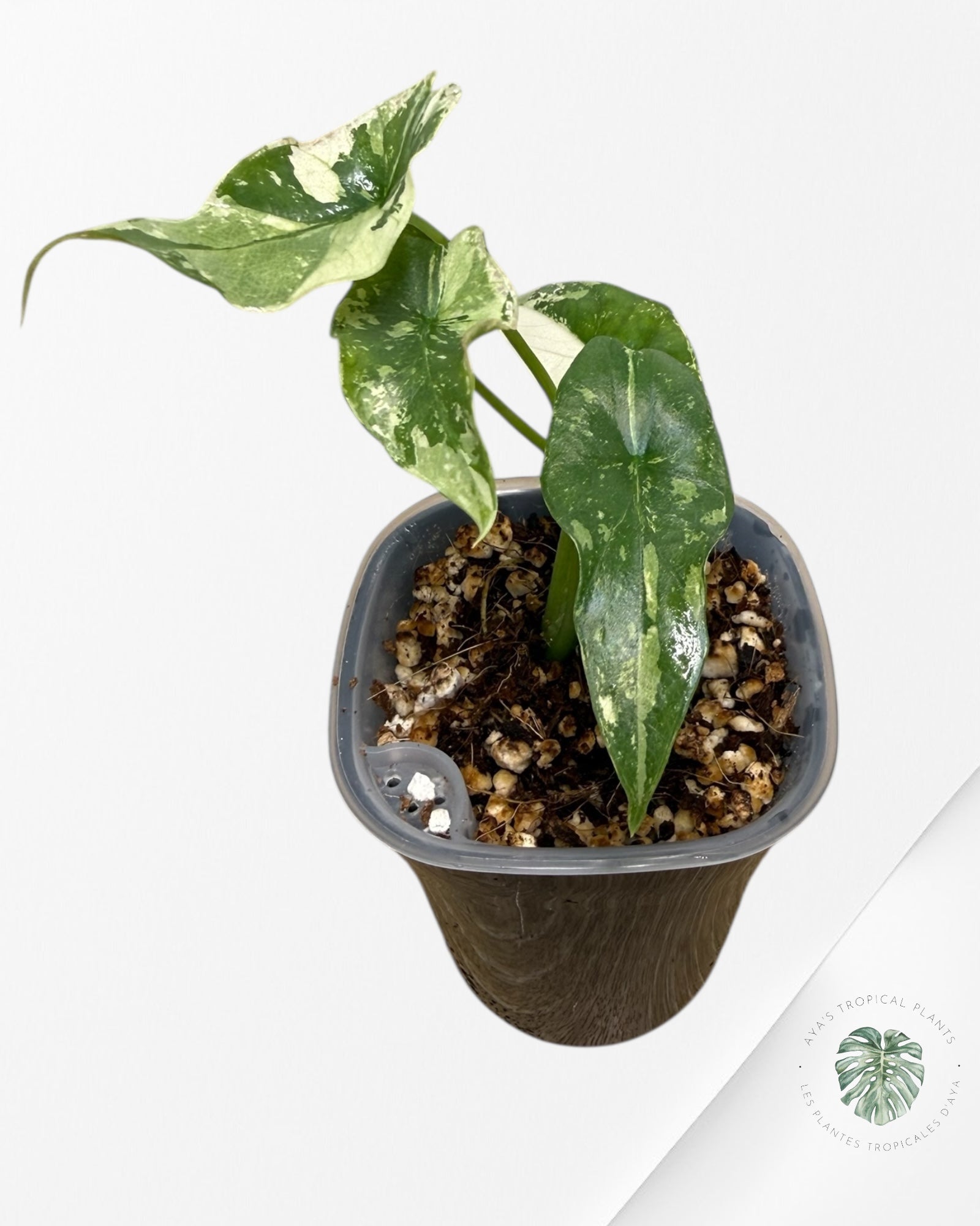 Alocasia Simpo Albo panachée | Plante rare cultivée en culture tropicale | Plantes tropicales d'Aya