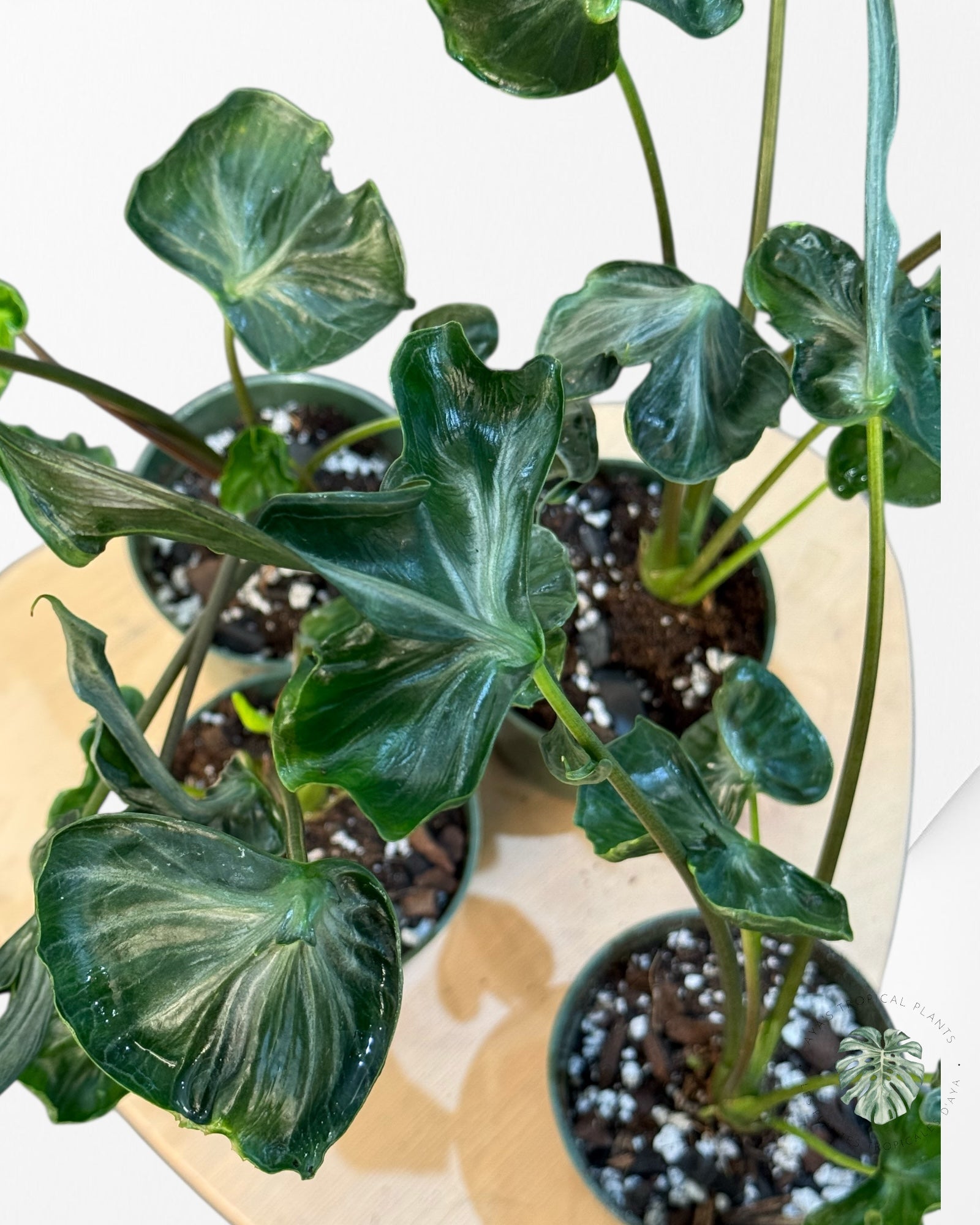 Alocasia Teletubbies | Aroid | Aya’s tropical plants