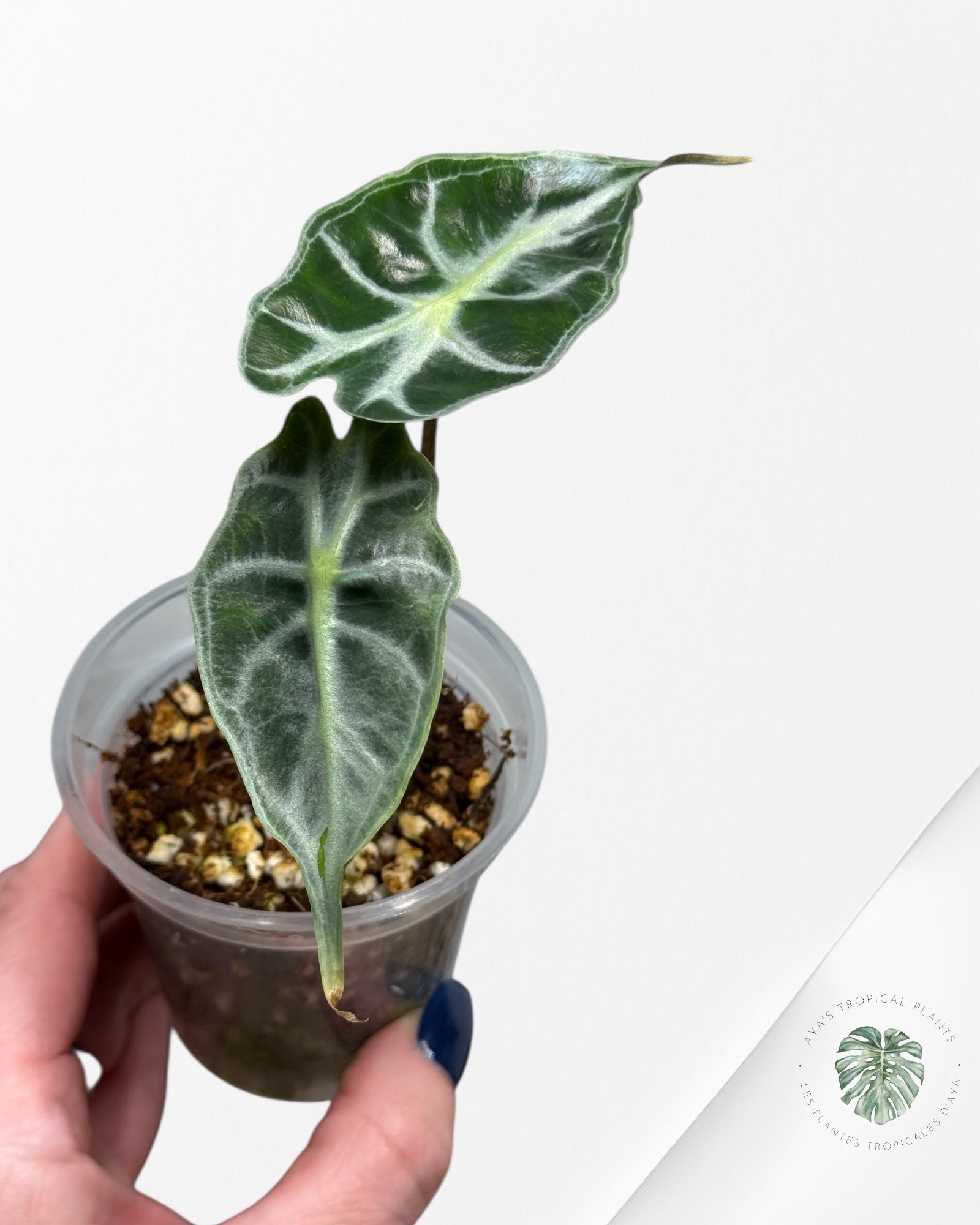 Alocasia Venom | Plante TC rare | Plantes tropicales d'Aya