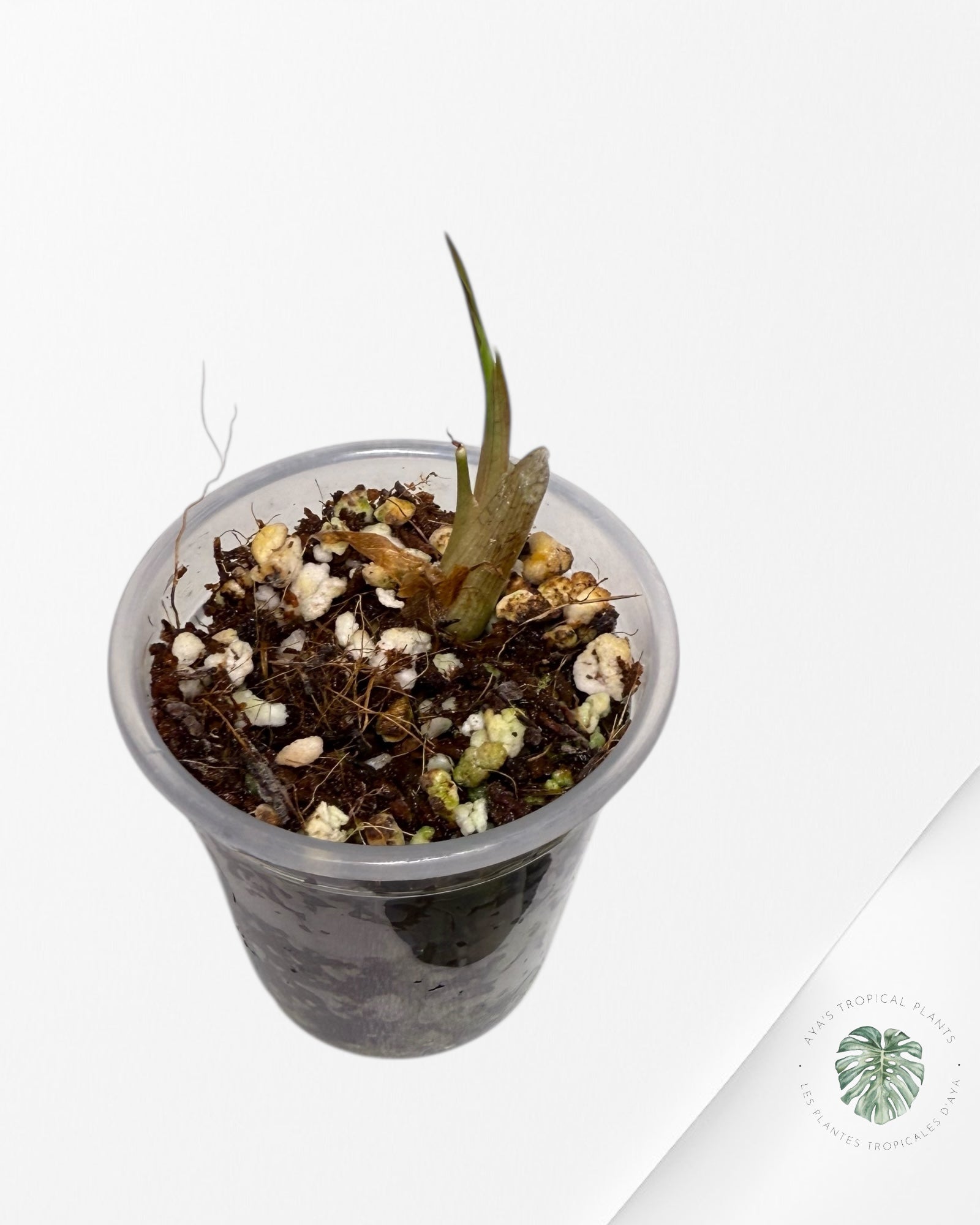 Alocasia Venom- Tissue-culture plant.