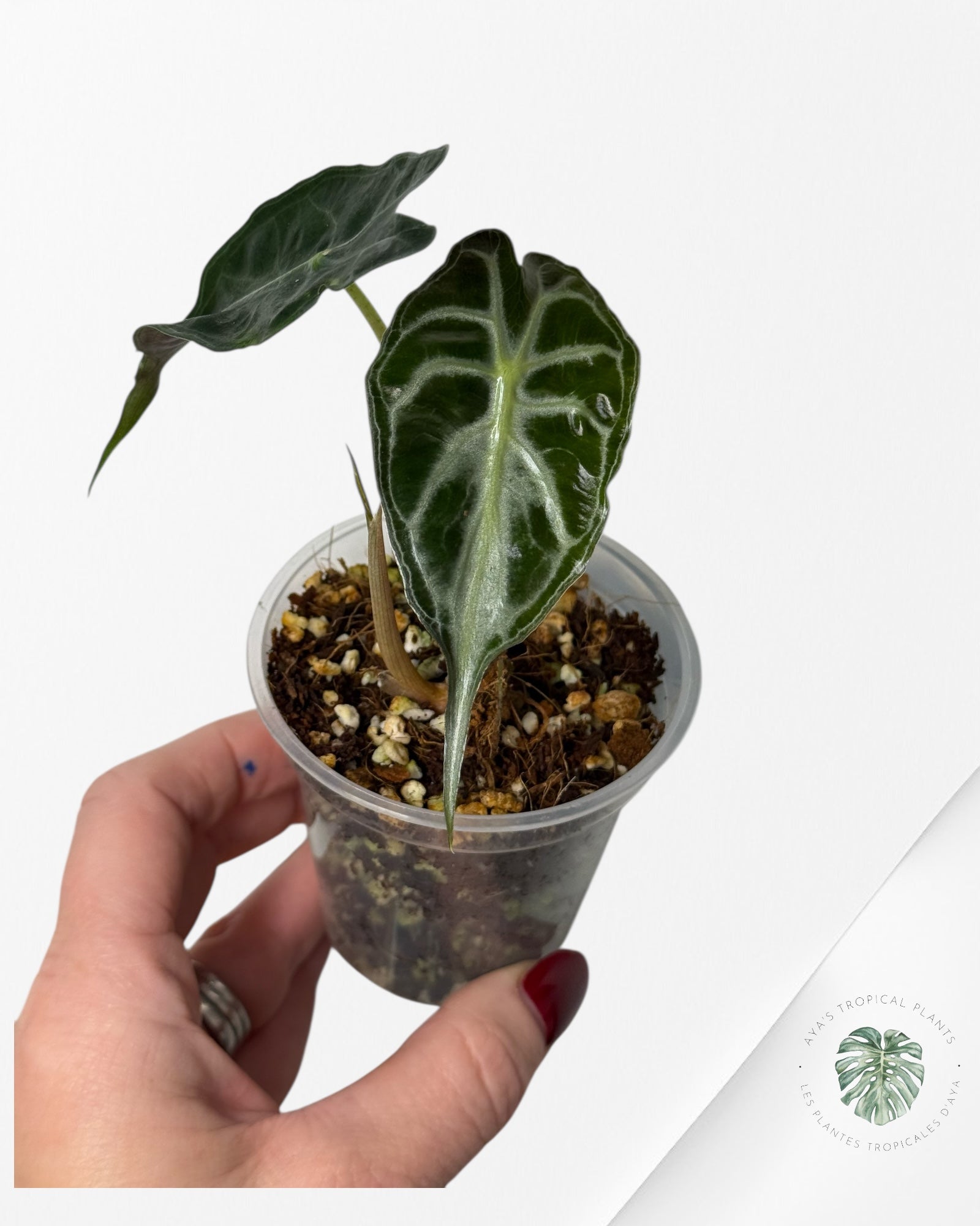 Alocasia Venom| Rare TC Plant| Aya's Tropical Plants