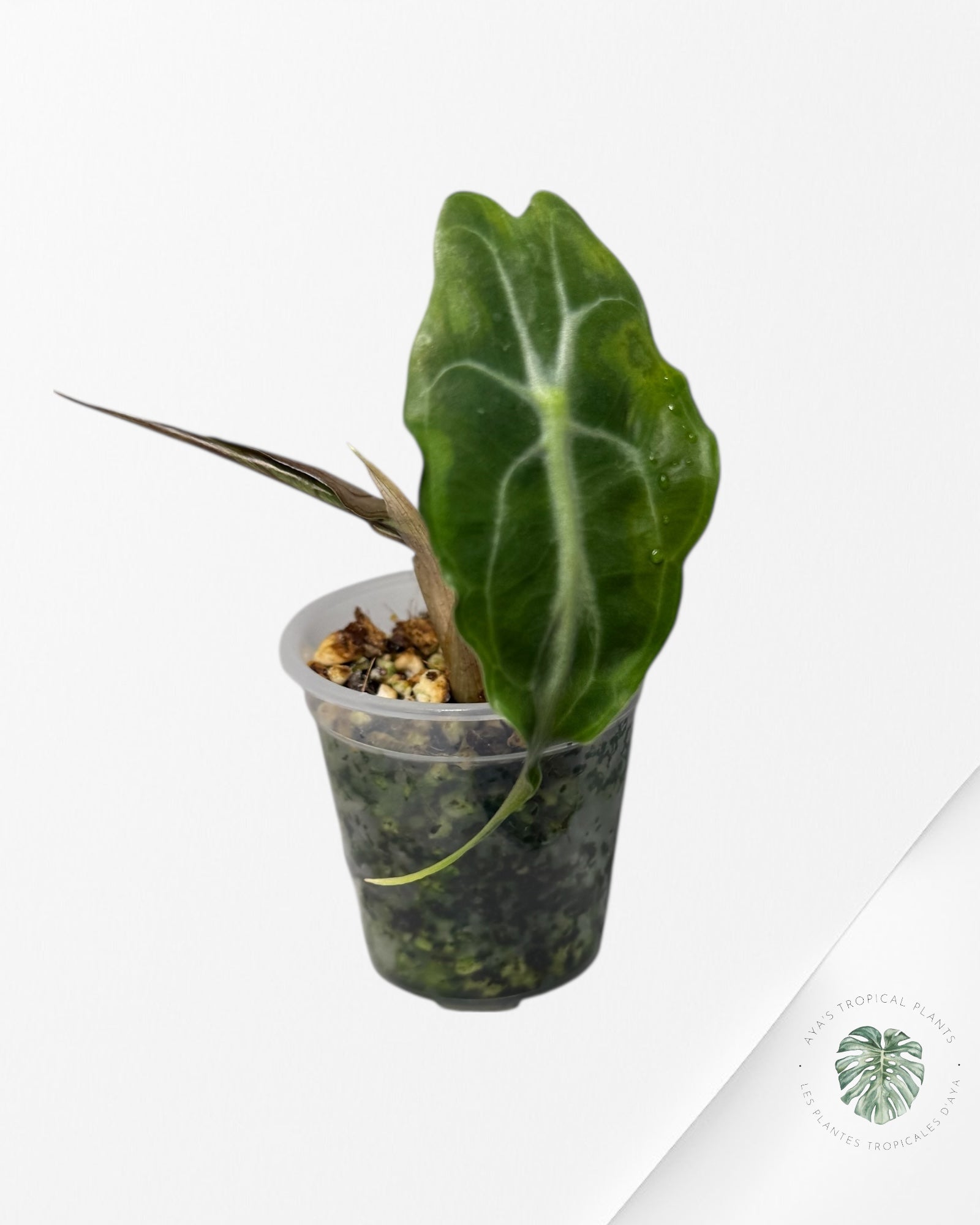 Alocasia Venom| Rare TC Plant| Aya's Tropical Plants