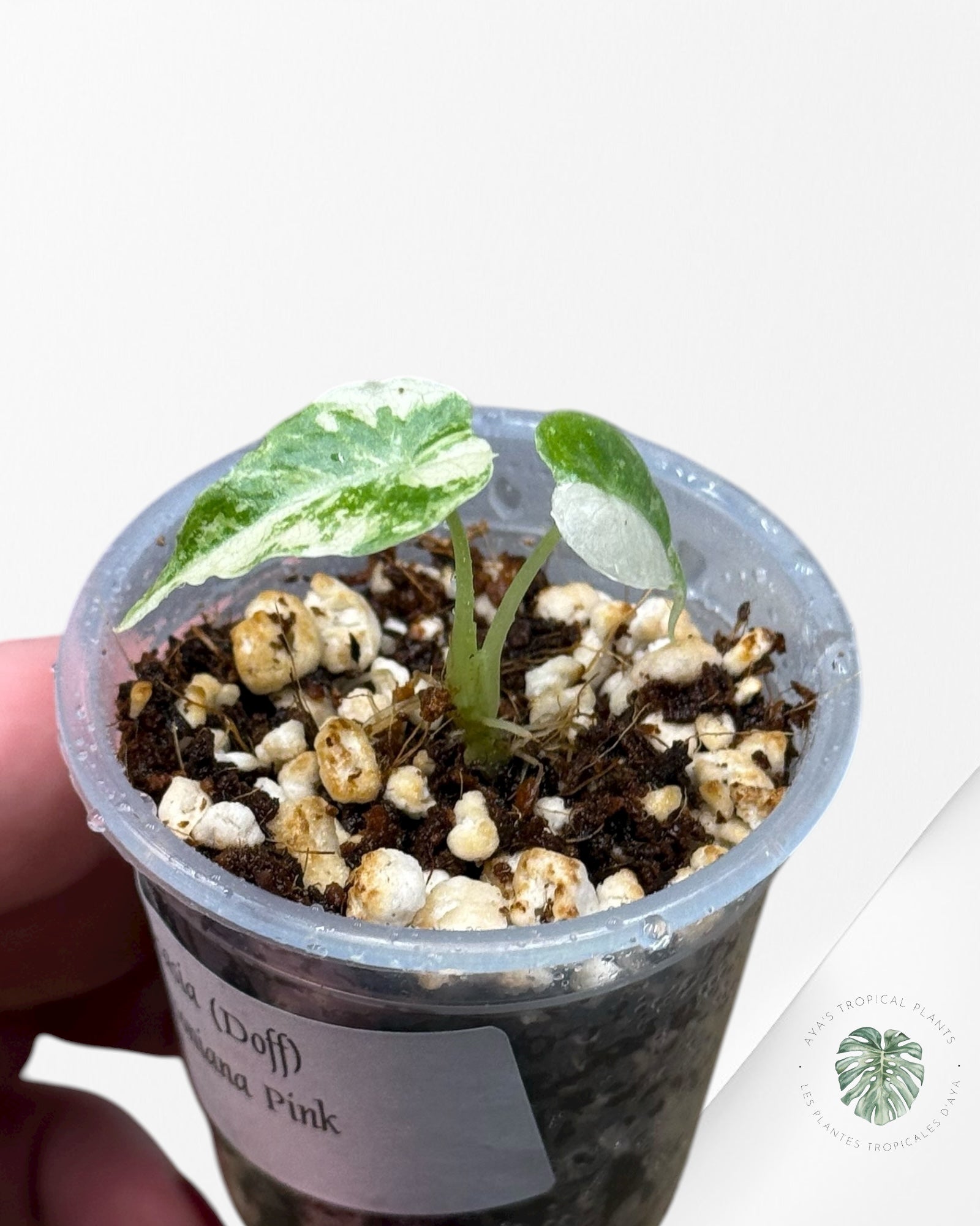 Alocasia Watsoniana Doff. Pink Variegated |Rare TC Plant| Aya's Tropical Plants