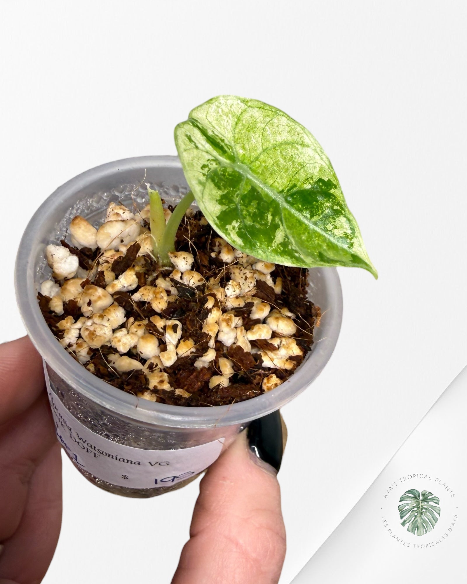 Rare Variegated Alocasia