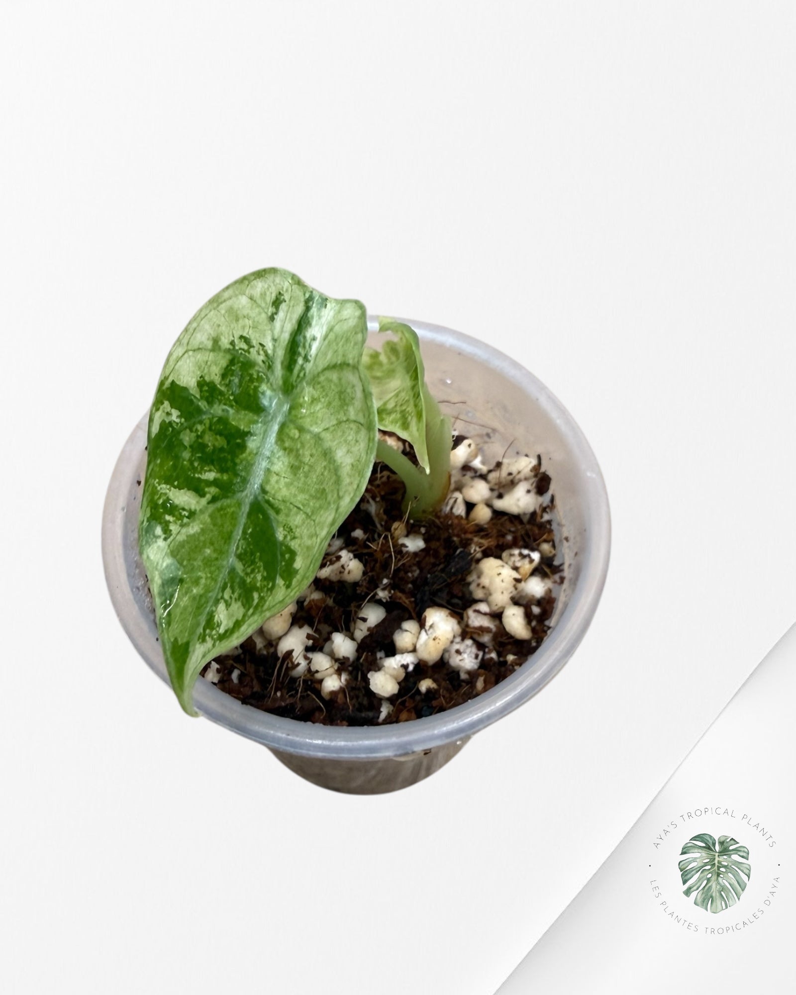 Rare TC Plant Aya's Tropical Plants