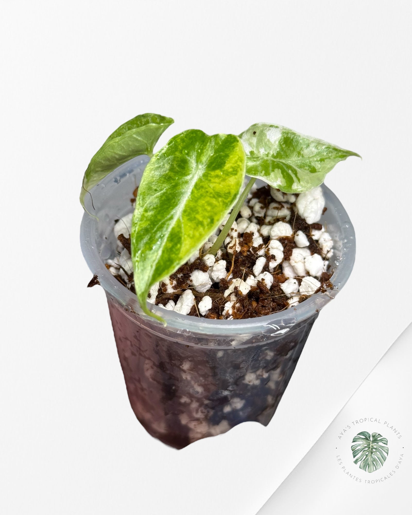 Alocasia Watsoniana Doff. Pink Variegated |Rare TC Plant| Aya's Tropical Plants