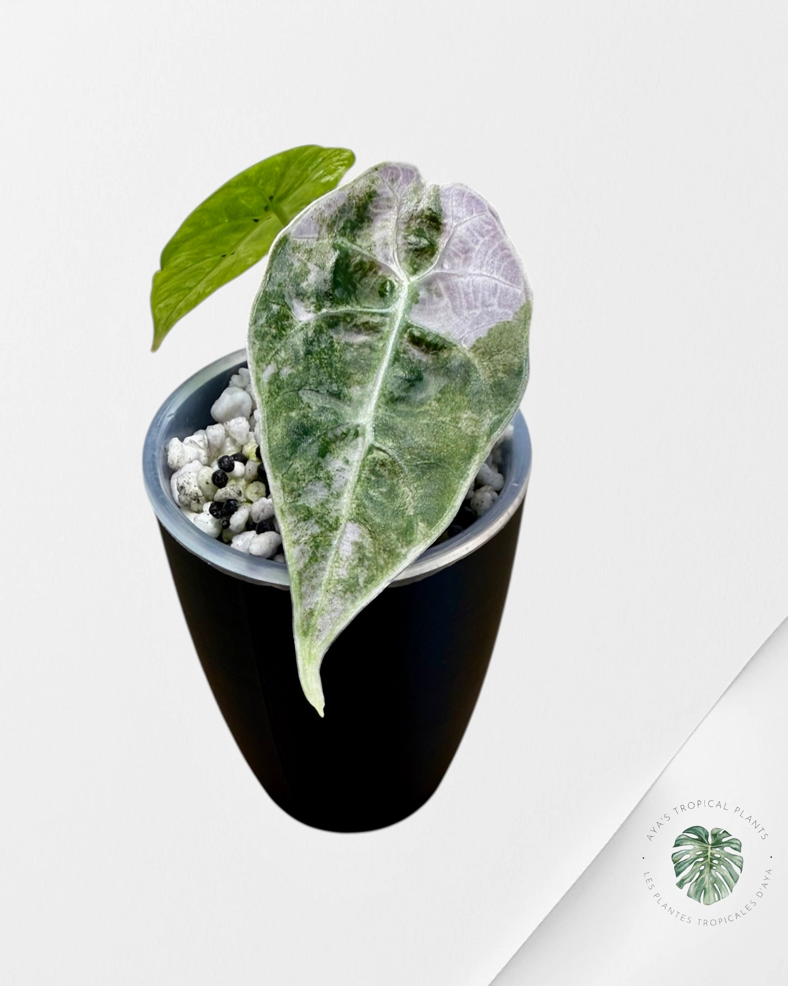 Alocasia Watsoniana Doff. Pink Variegated