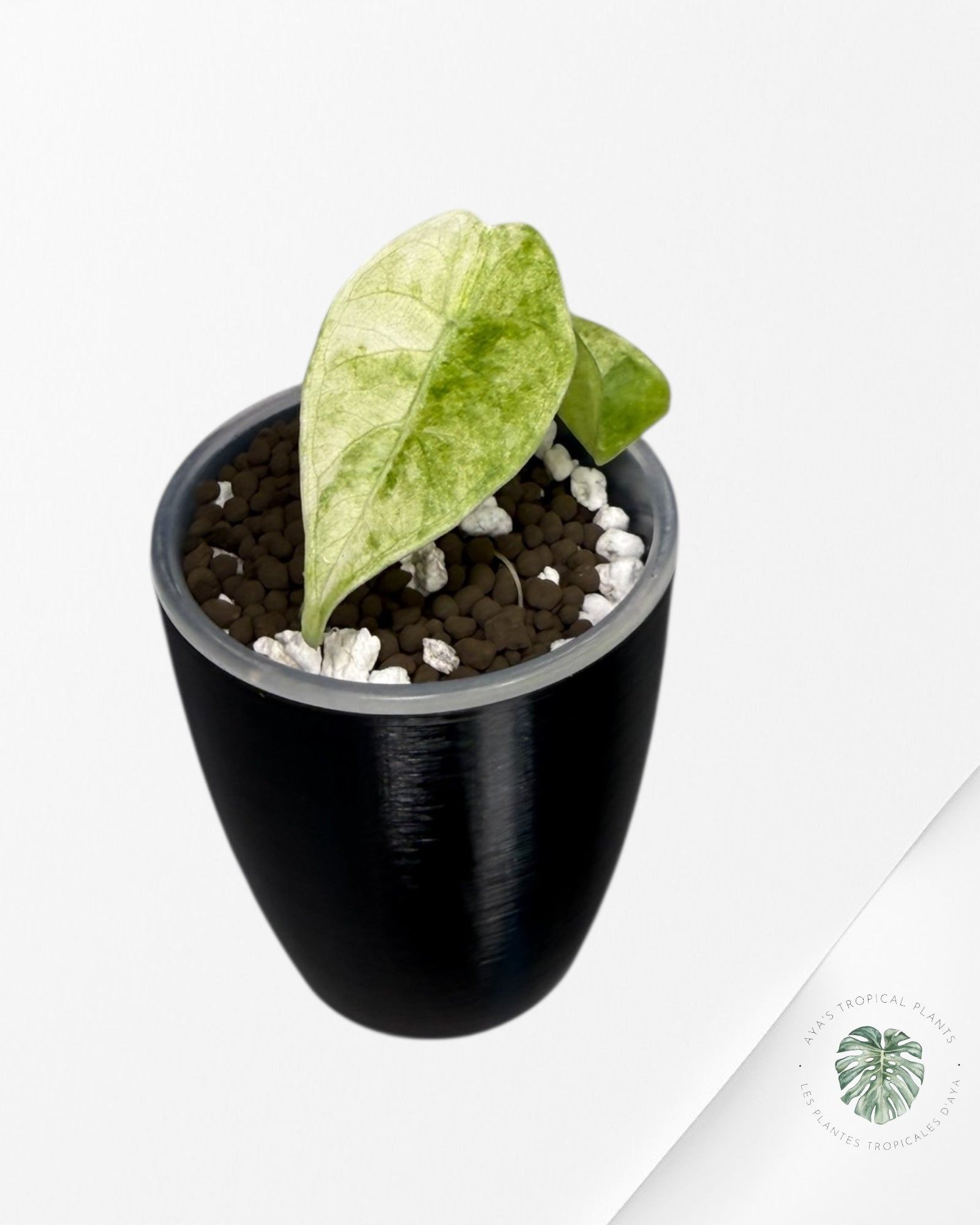 Alocasia Watsoniana Pink *Glossy