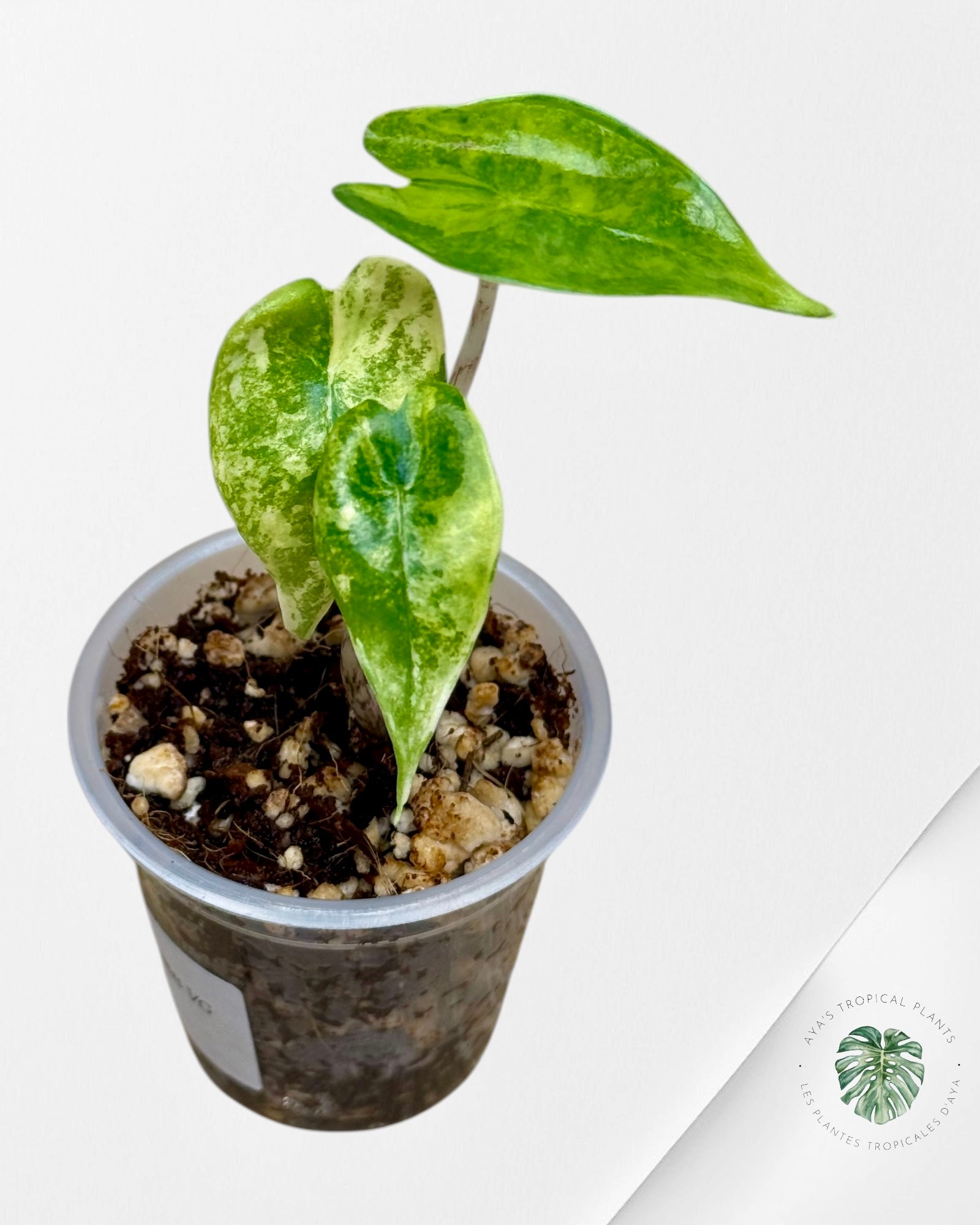 Rare varigated Alocasia