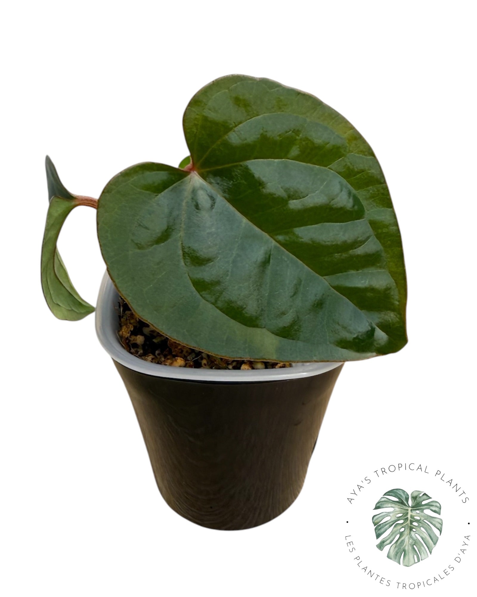 Anthurium Ace of Spades x Luxurians