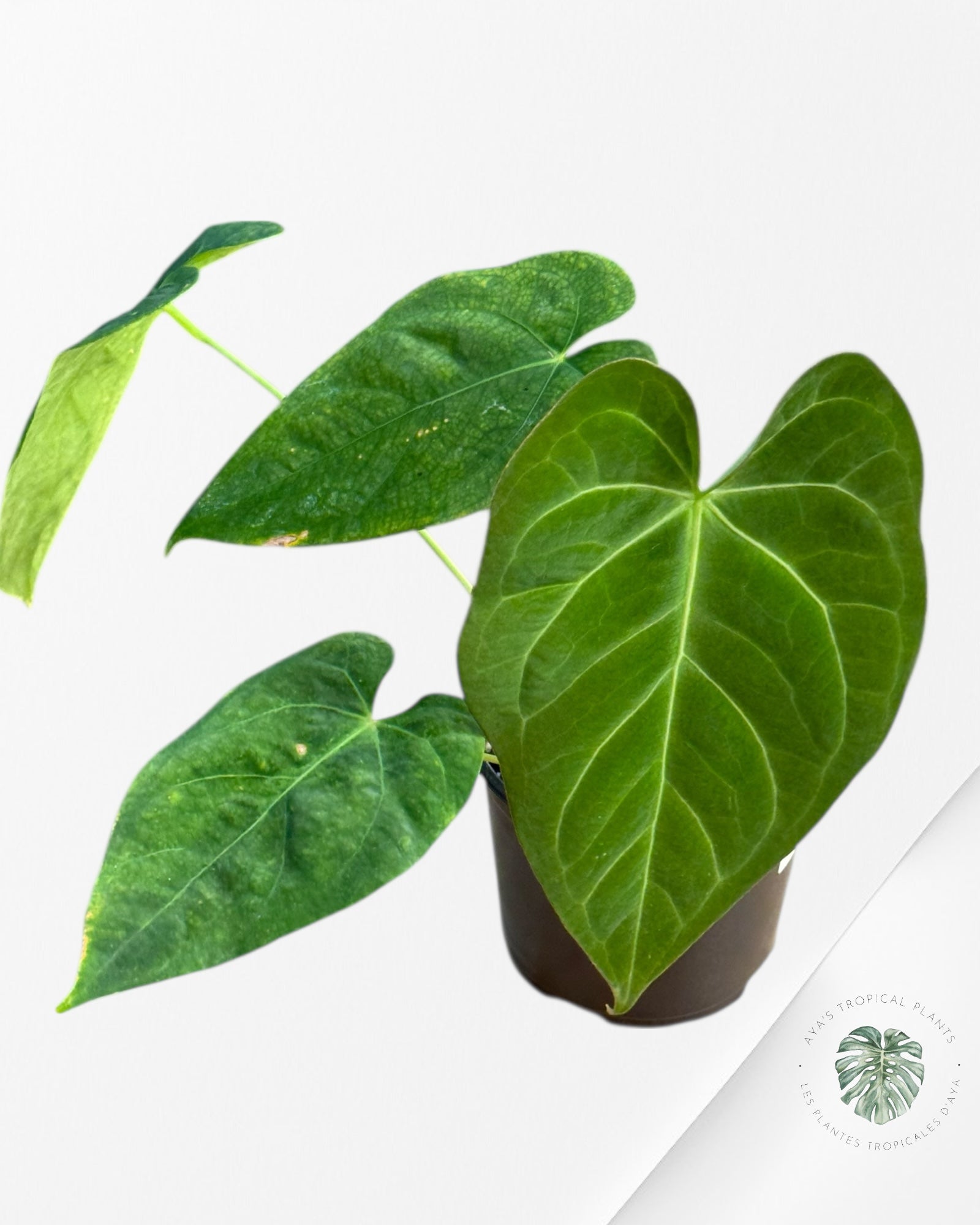 Anthurium 'Ace of Spades' x papillilaminum Fort Sherman' | Rare Aroid | Aya’s tropical plants