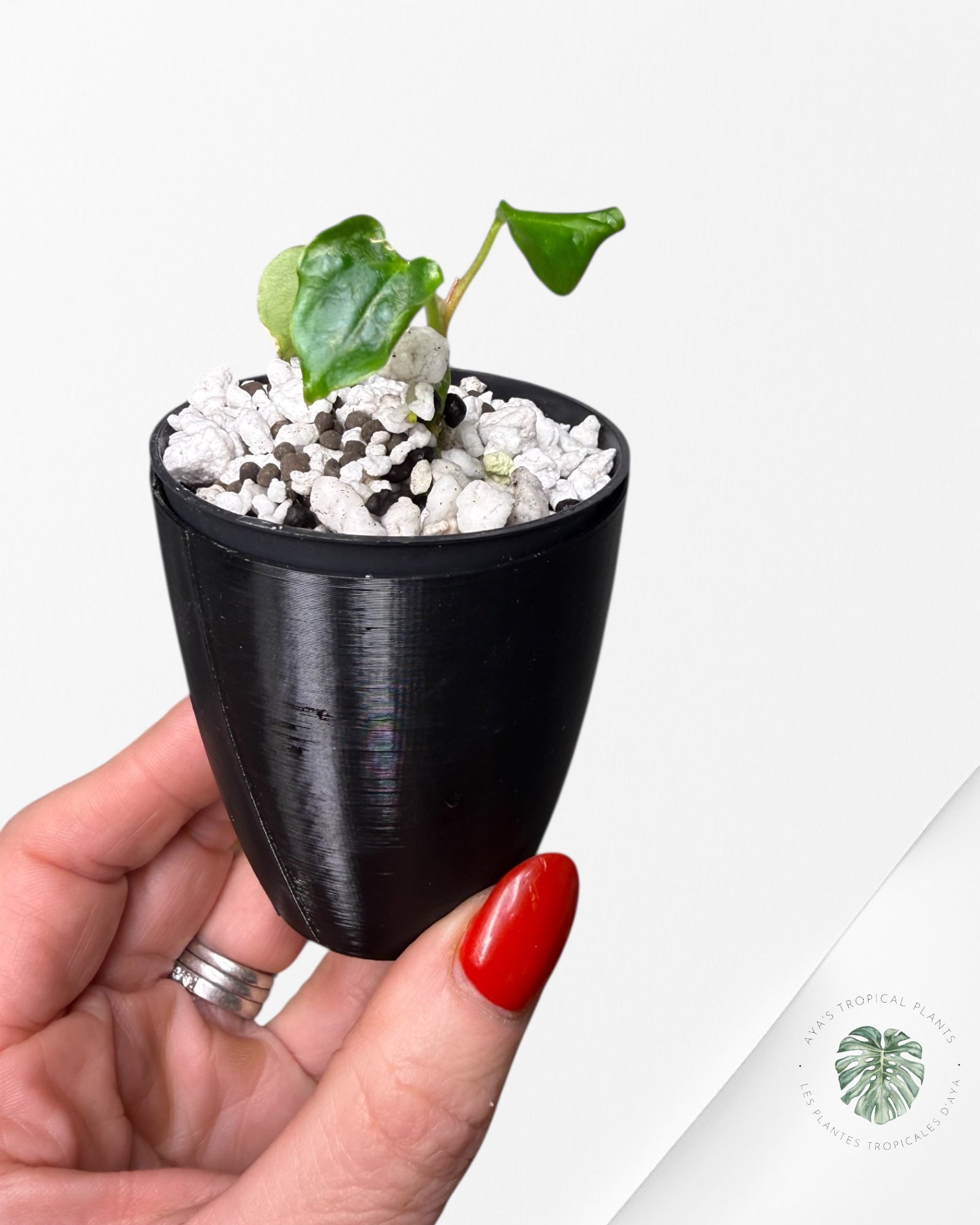 Anthurium Black Magic