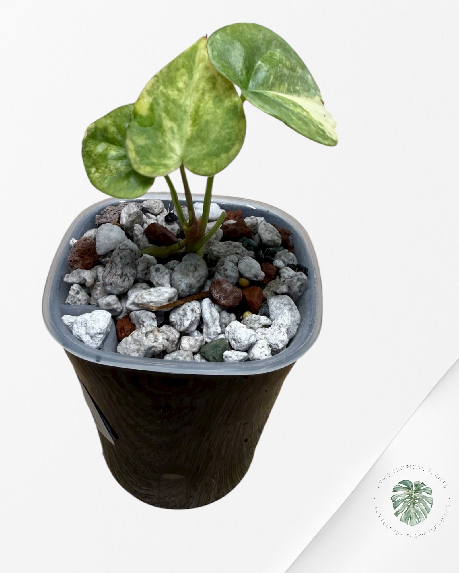 Anthurium Clarinervium Aurea Variegated