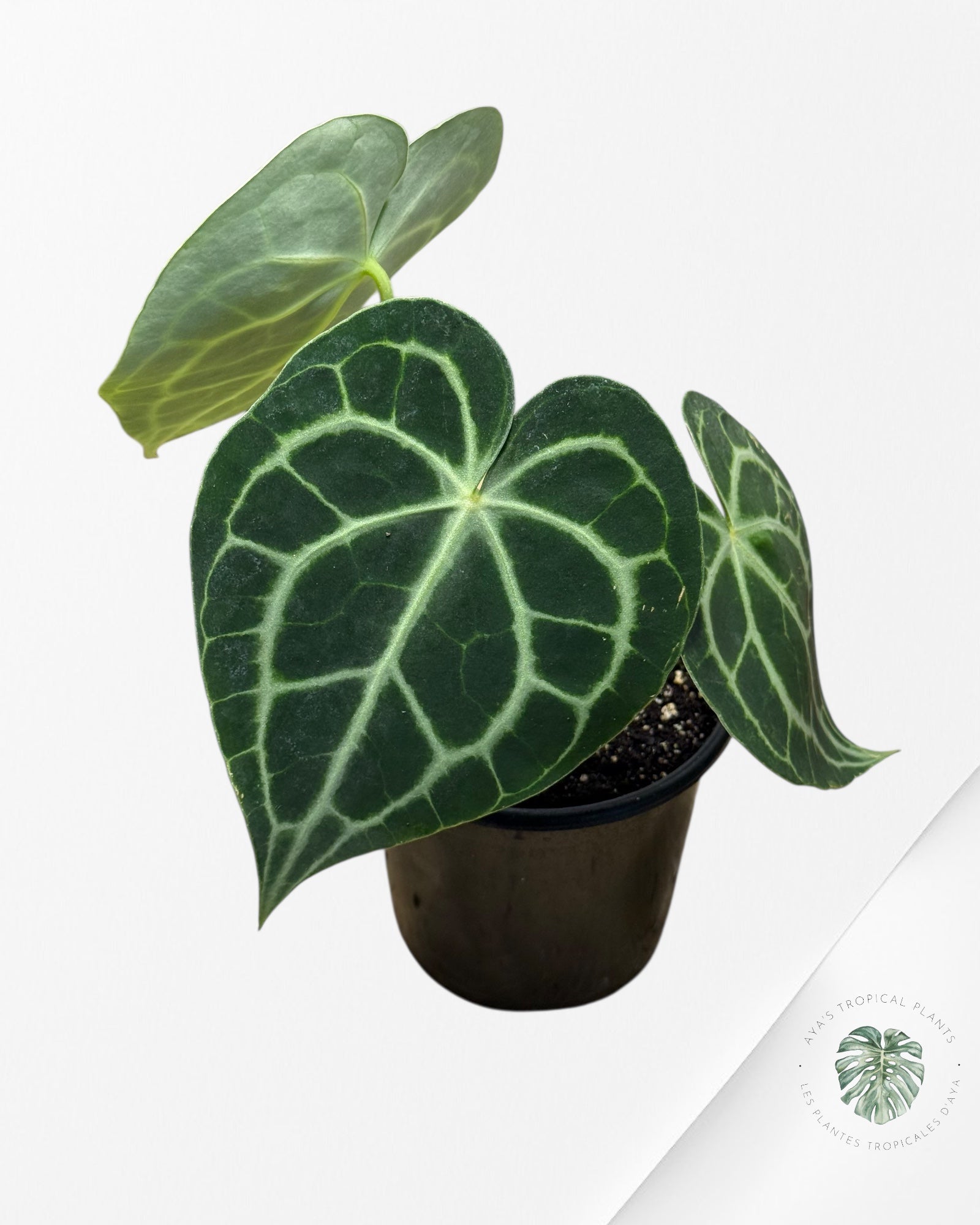Anthurium Clarinervium ROI - 22