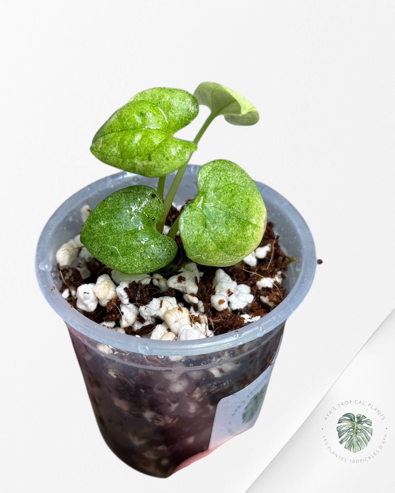 Anthurium Dark Phoenix Variegated