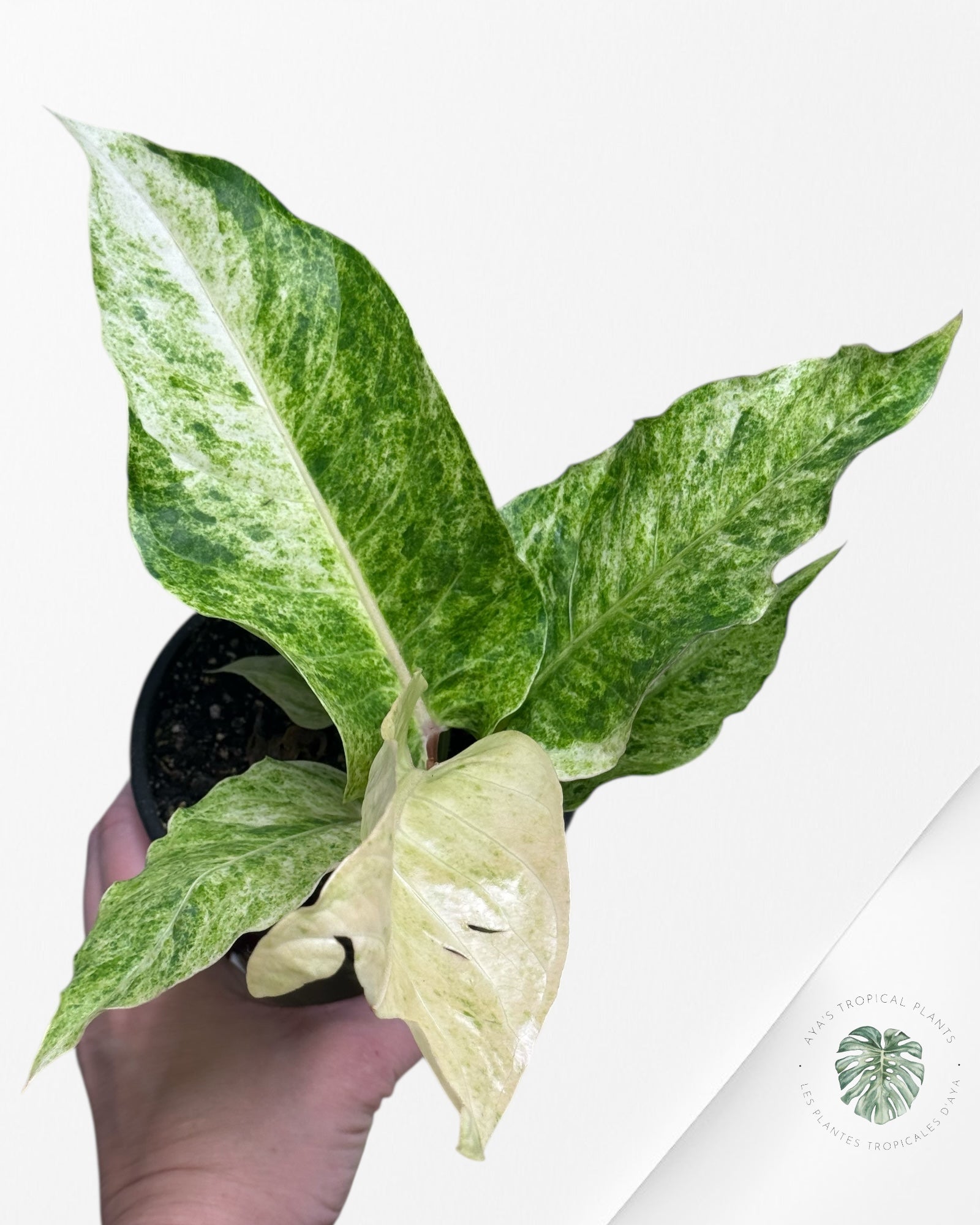 Anthurium Hookeri Aurea | Rare Aroid Plant| Aya's Tropical Plants