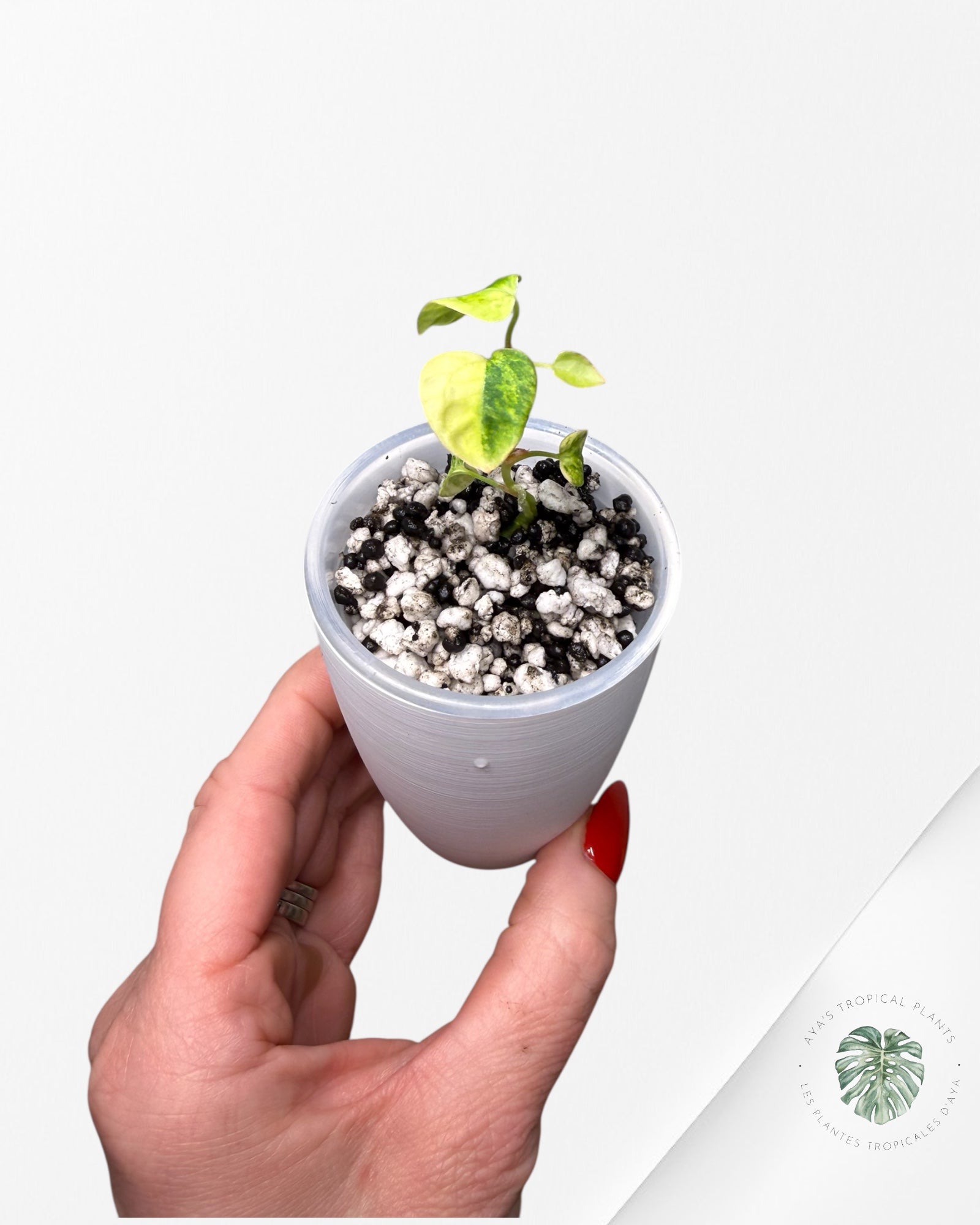 Anthurium Papillilaminum X Magnificum Variegated