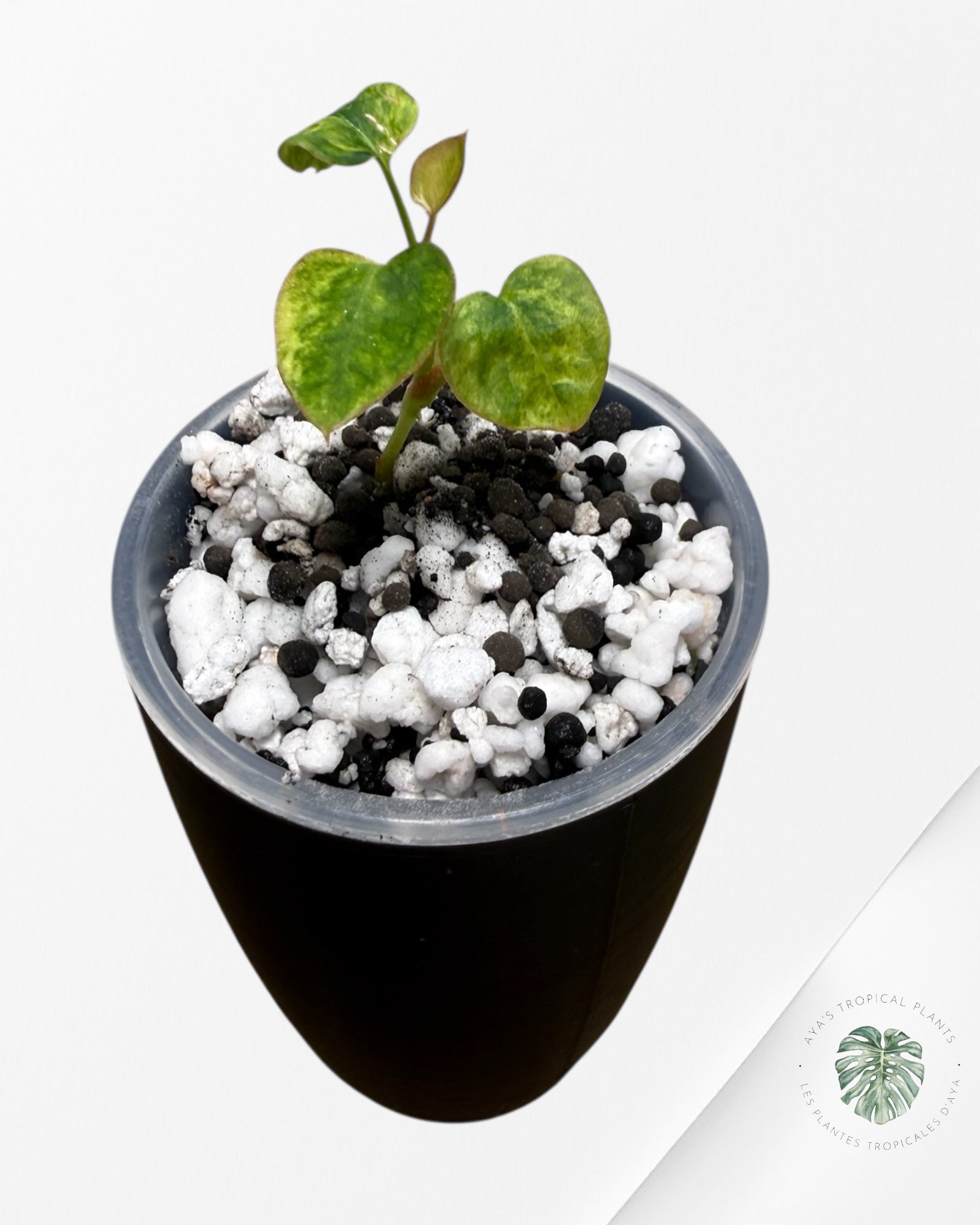 Anthurium Papillilaminum X Magnificum Variegated