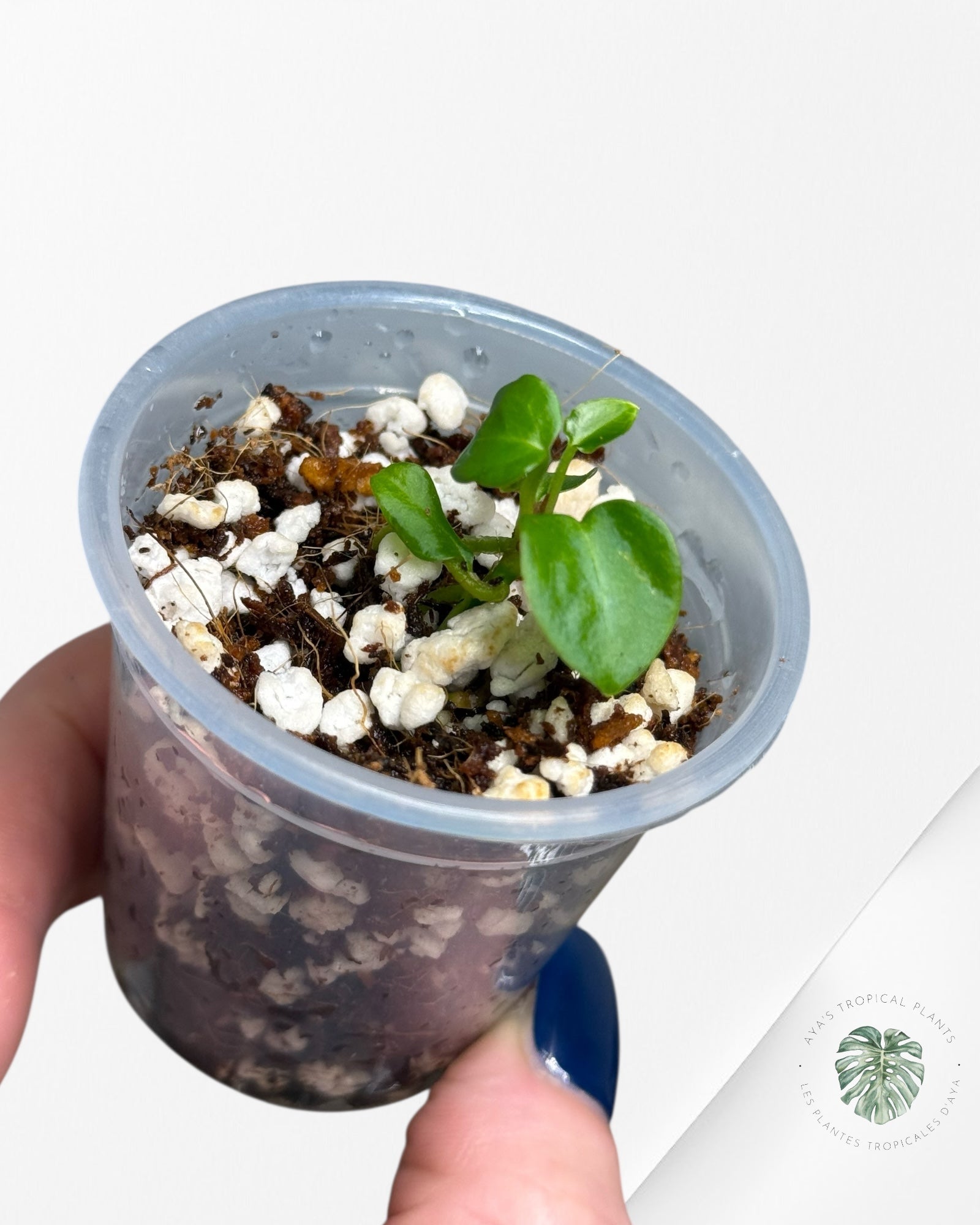 Anthurium Purple Crystallinum | Plante rare cultivée en culture tropicale | Plantes tropicales d'Aya