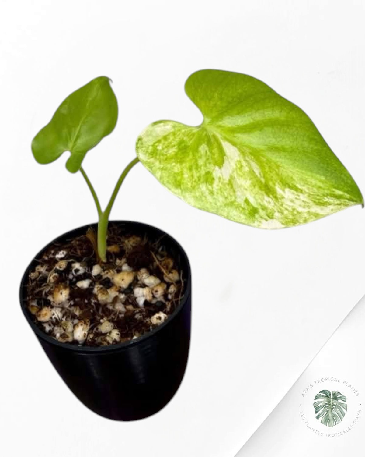 Philodendron Bipinnatifidum Variegated
