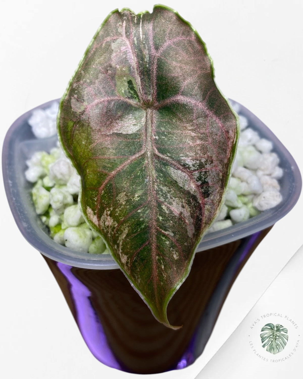 Alocasia Azlanii Pink