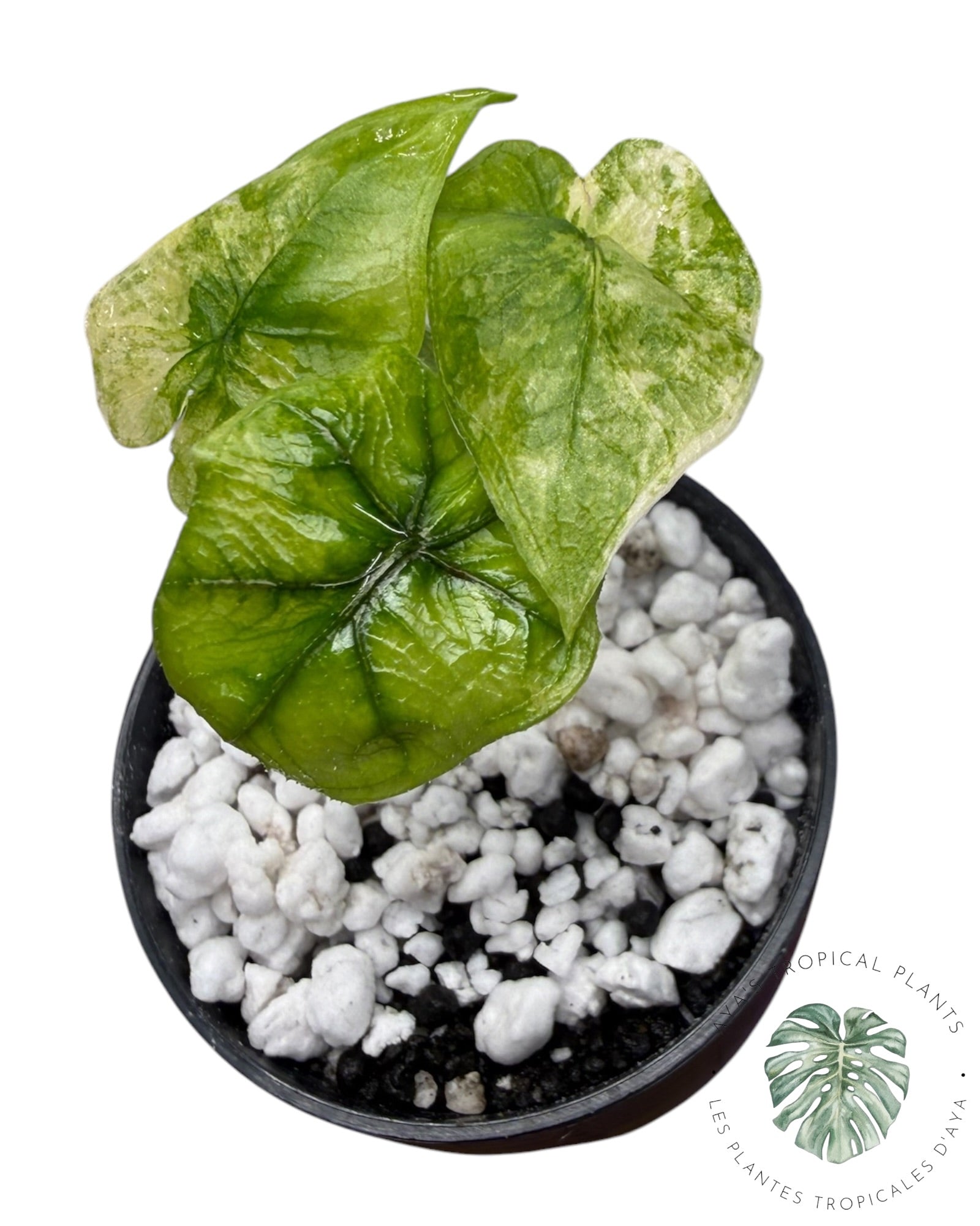 Alocasia Jacklyn Variegated (Grade A)