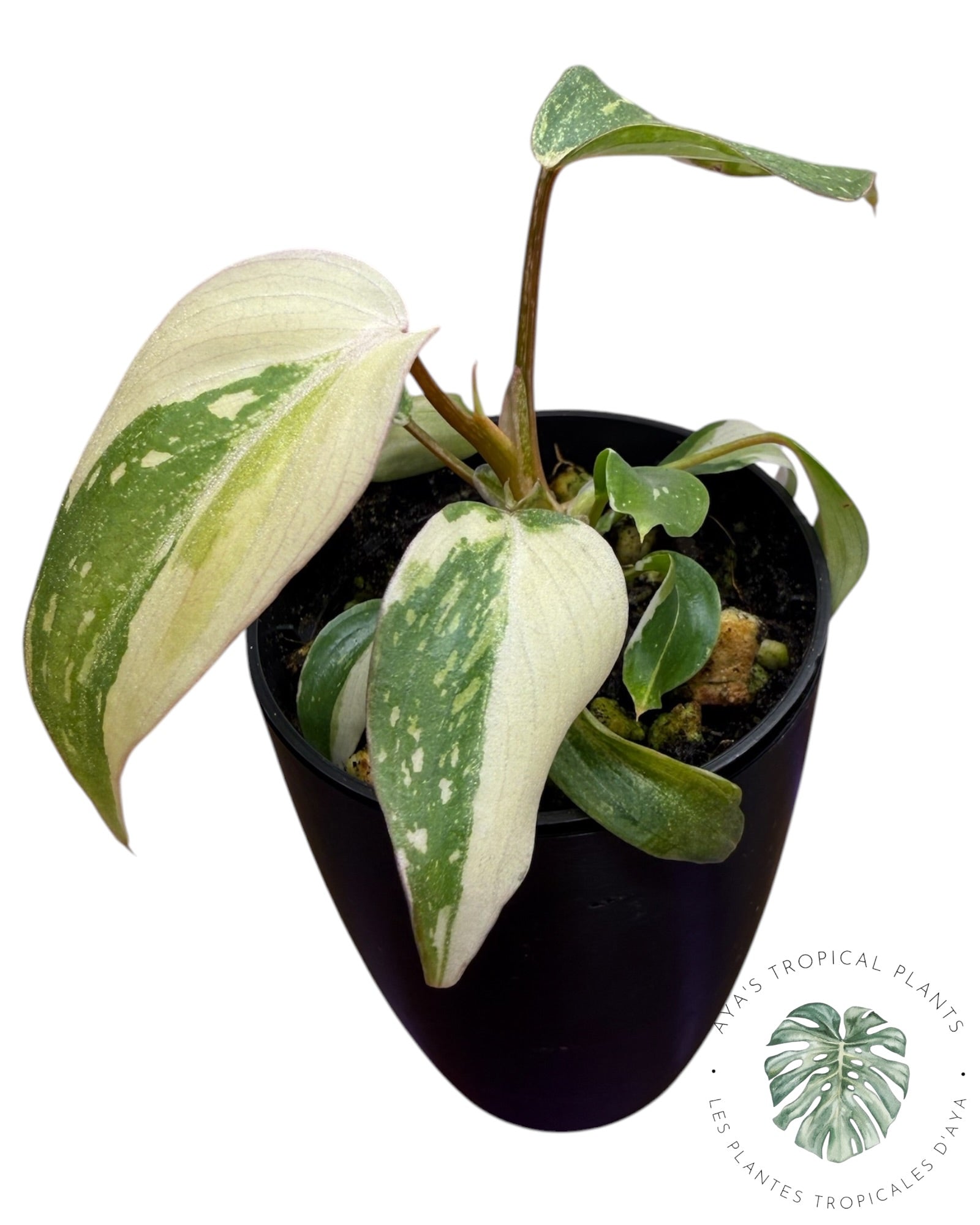 Philodendron Gloriosum Tricolor Variegated