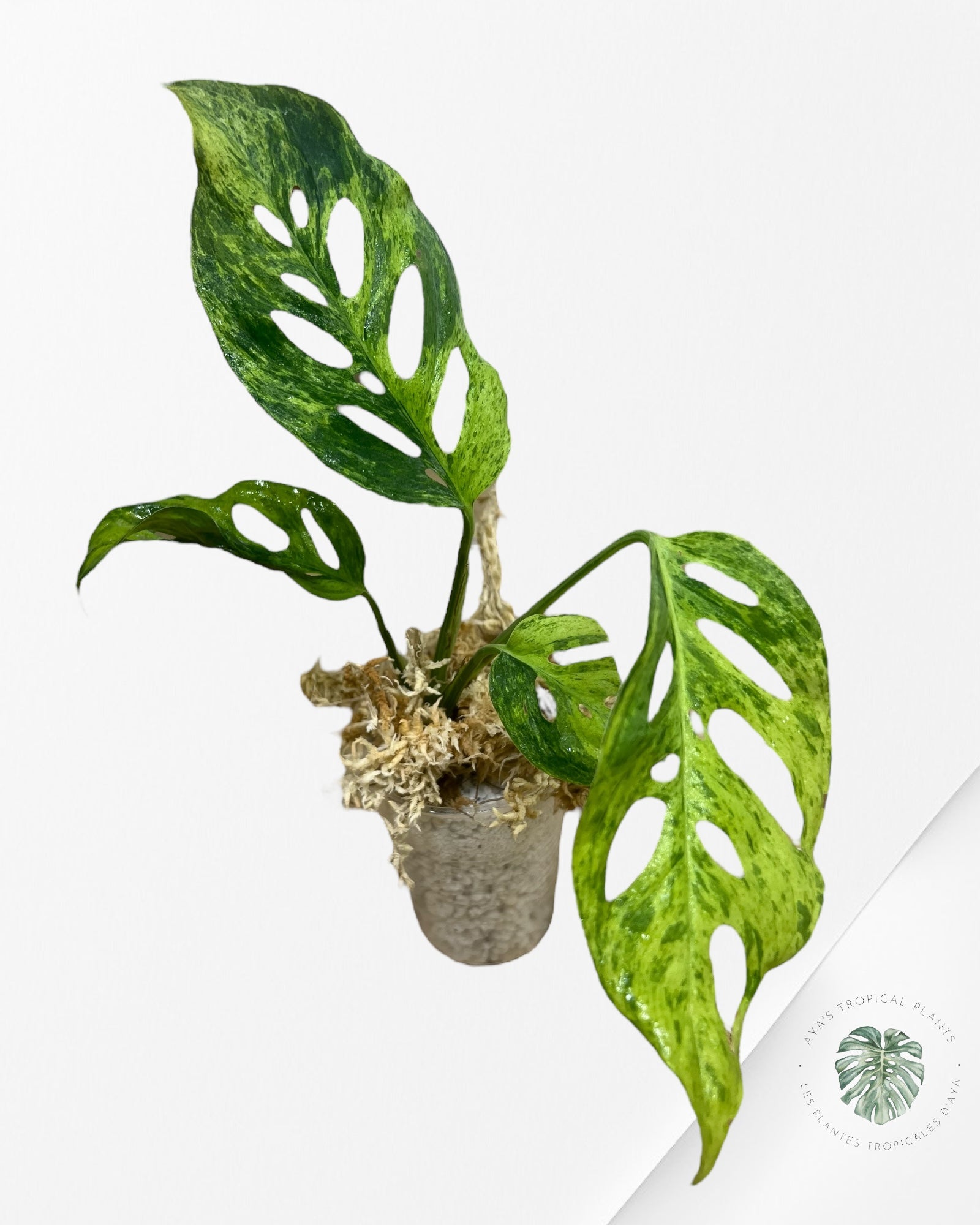 Monstera Frozen Freckles- P1