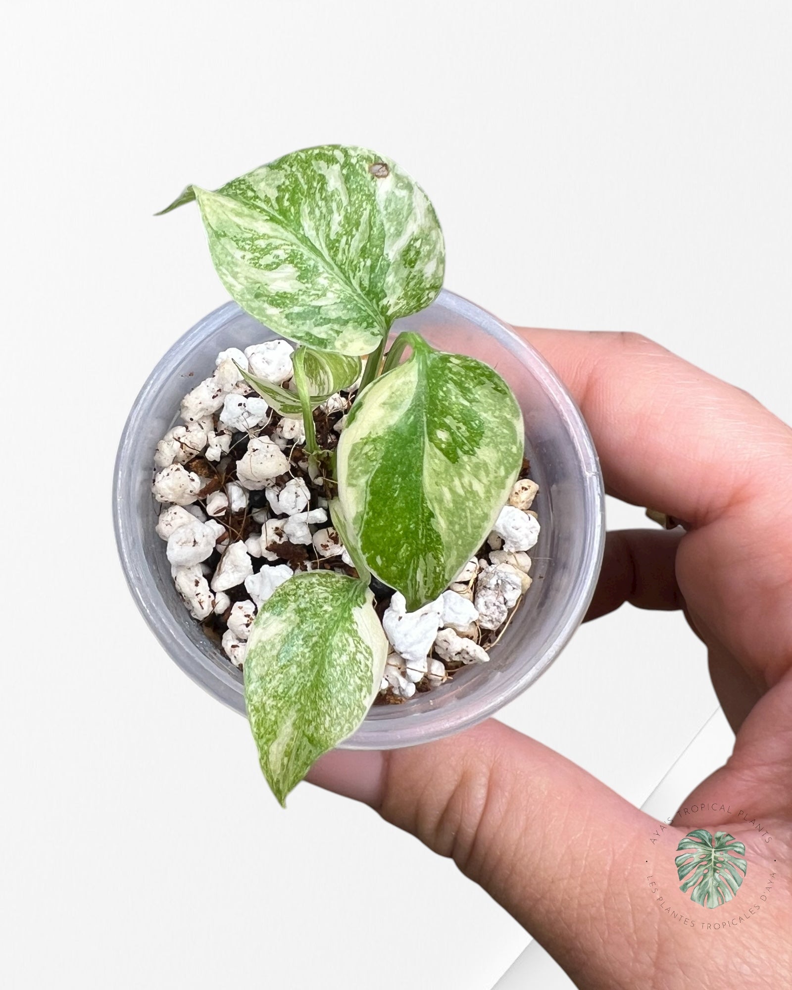 Monstera Thai Constellation Crème Brulée| Rare TC Plant | Aya's Tropical Plants