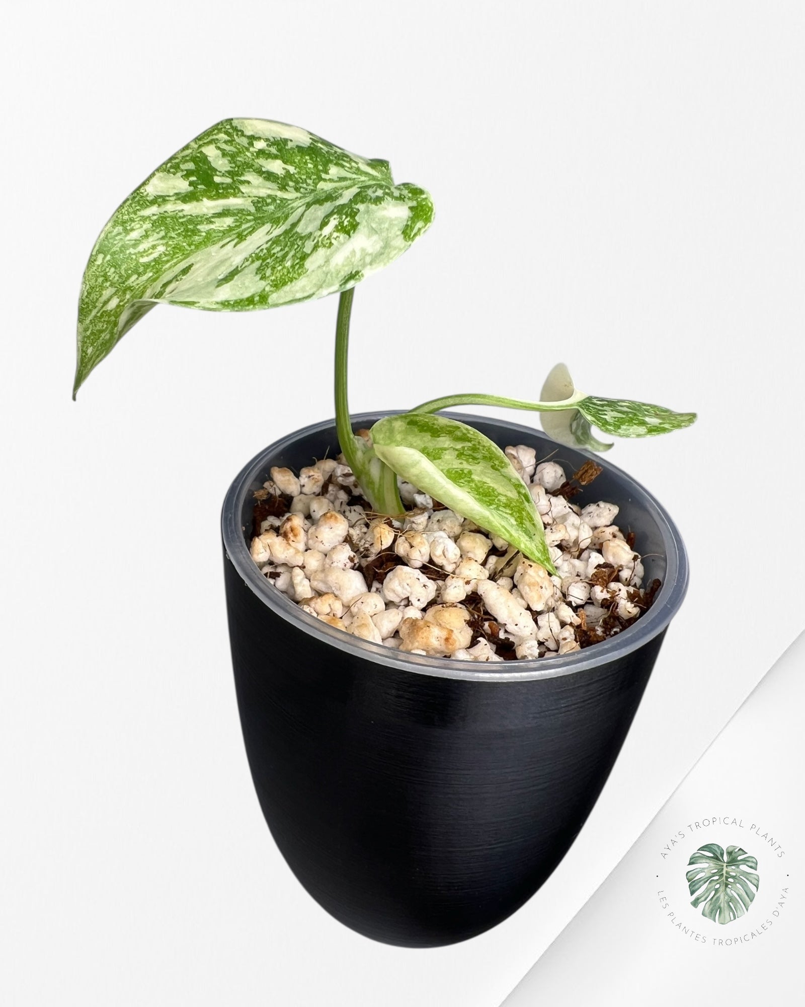 Monstera 'Cream Cheese'