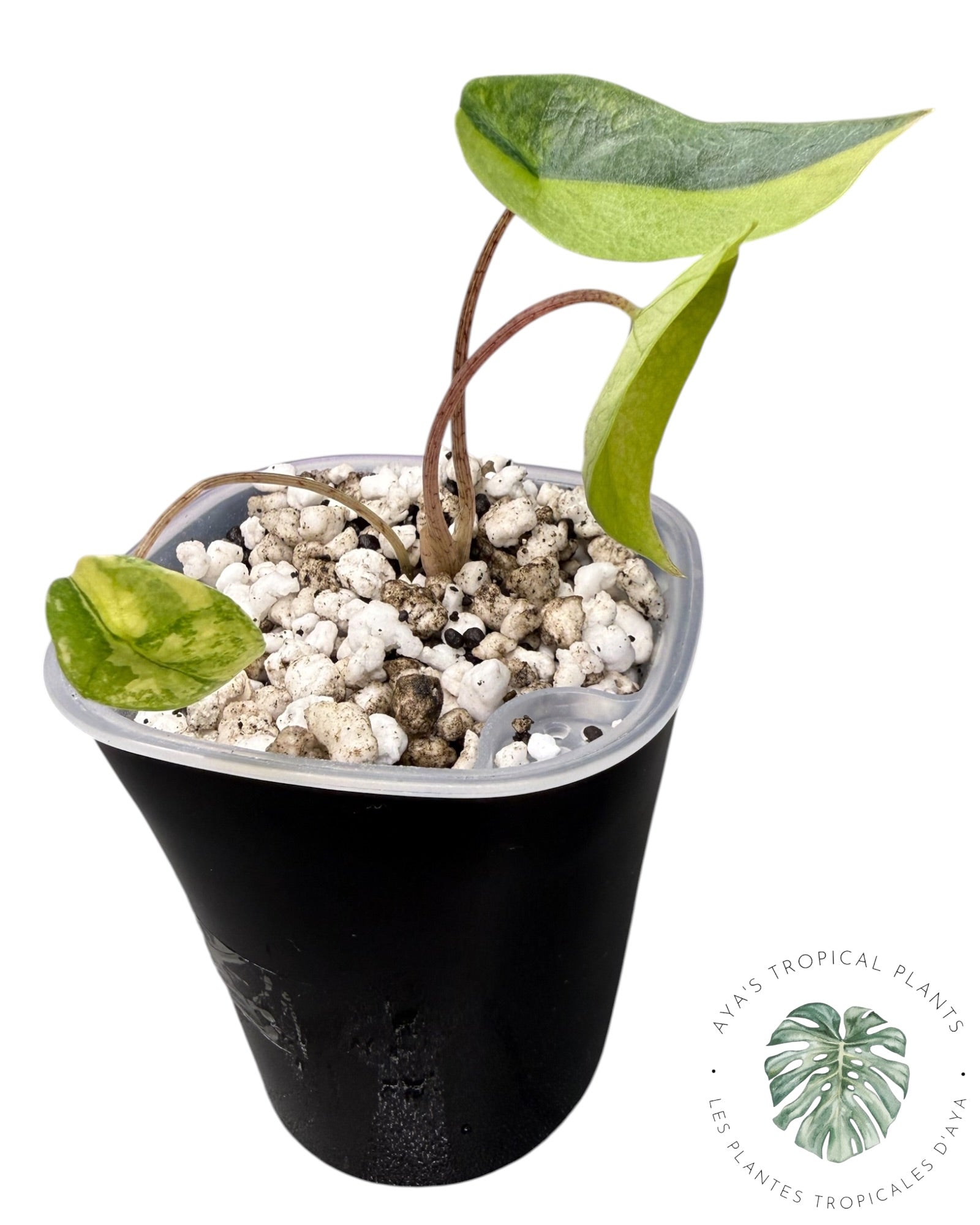 Alocasia Heterophylla Metallic Blue Aurea Variegated
