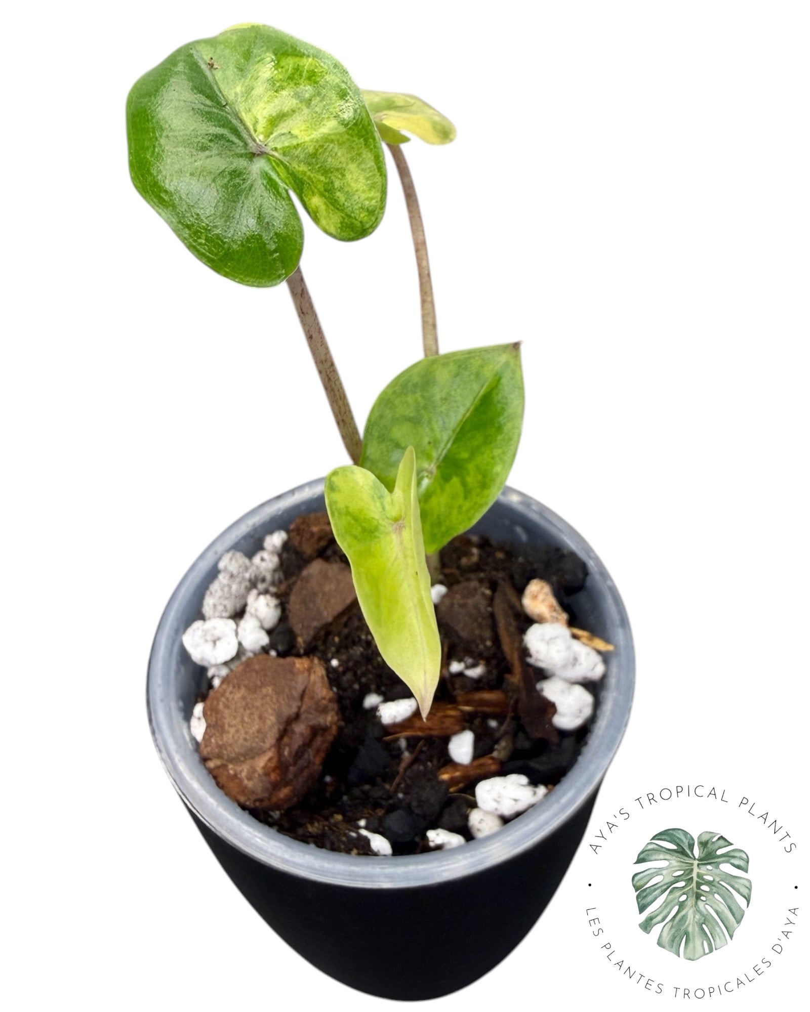 Alocasia Yucatan Aurea Variegated