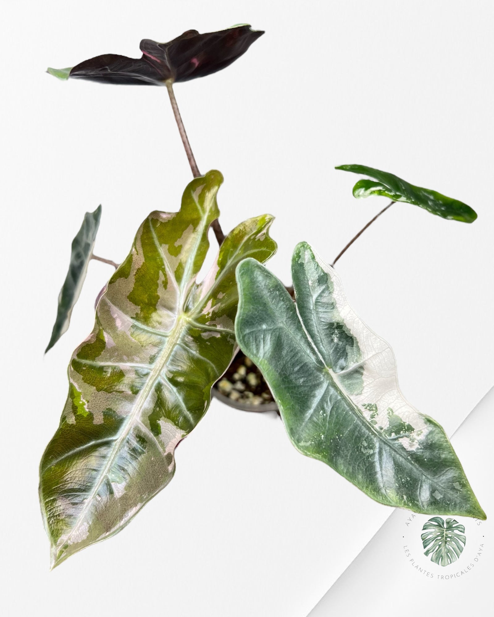Alocasia Pseudo Sanderiana Albo/Rose - 267