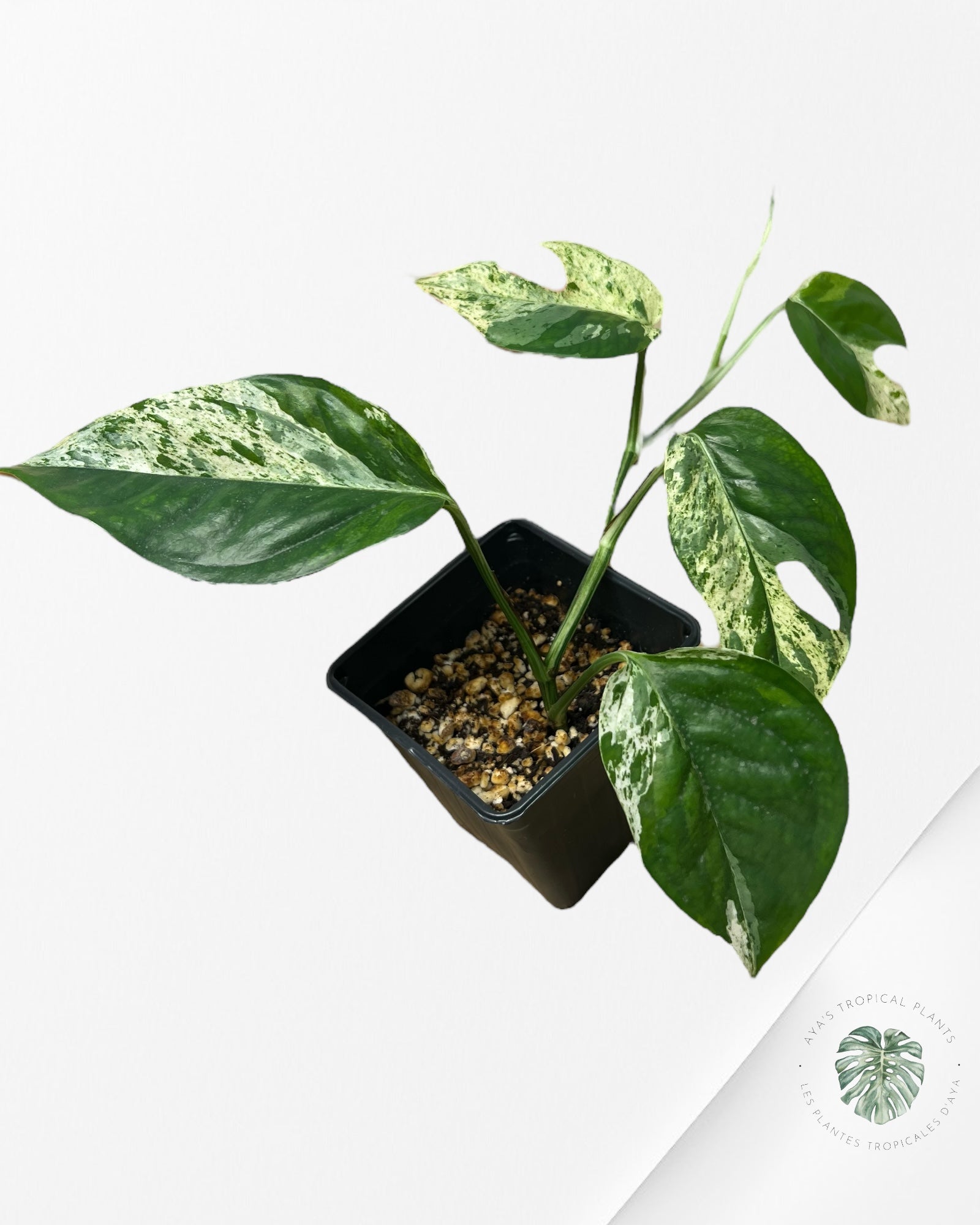 Marbre Epipremnum Pinnatum - E8