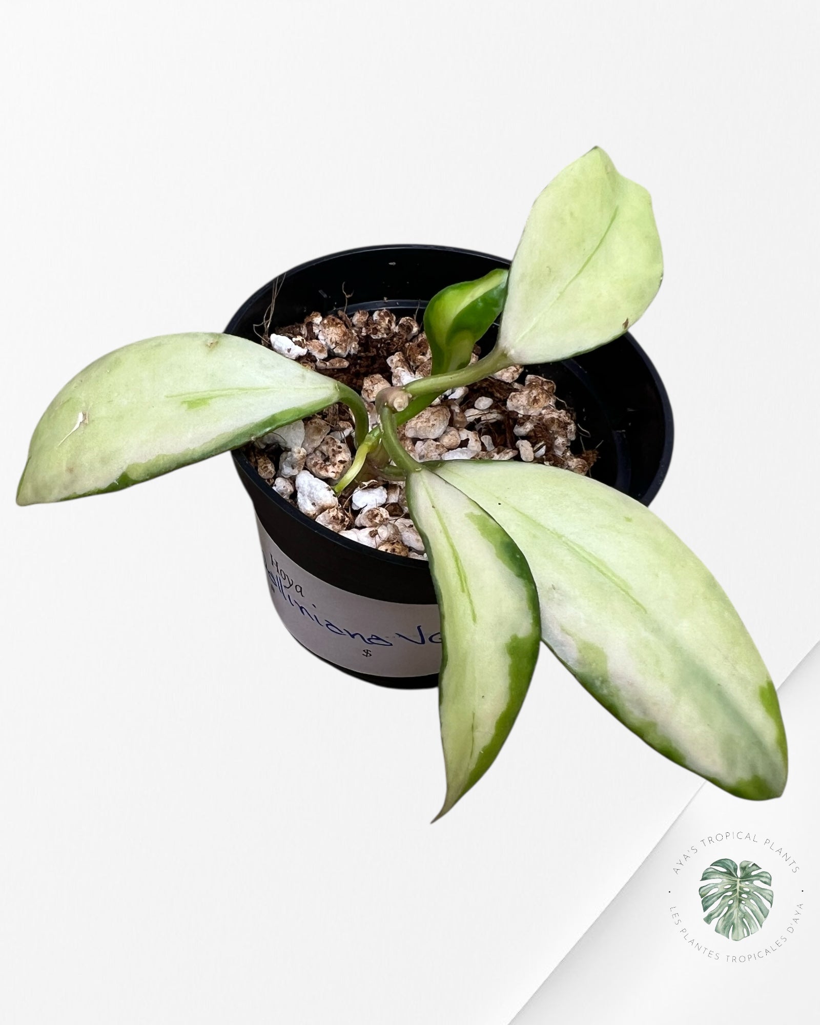 Hoya walliniana variegated - F4