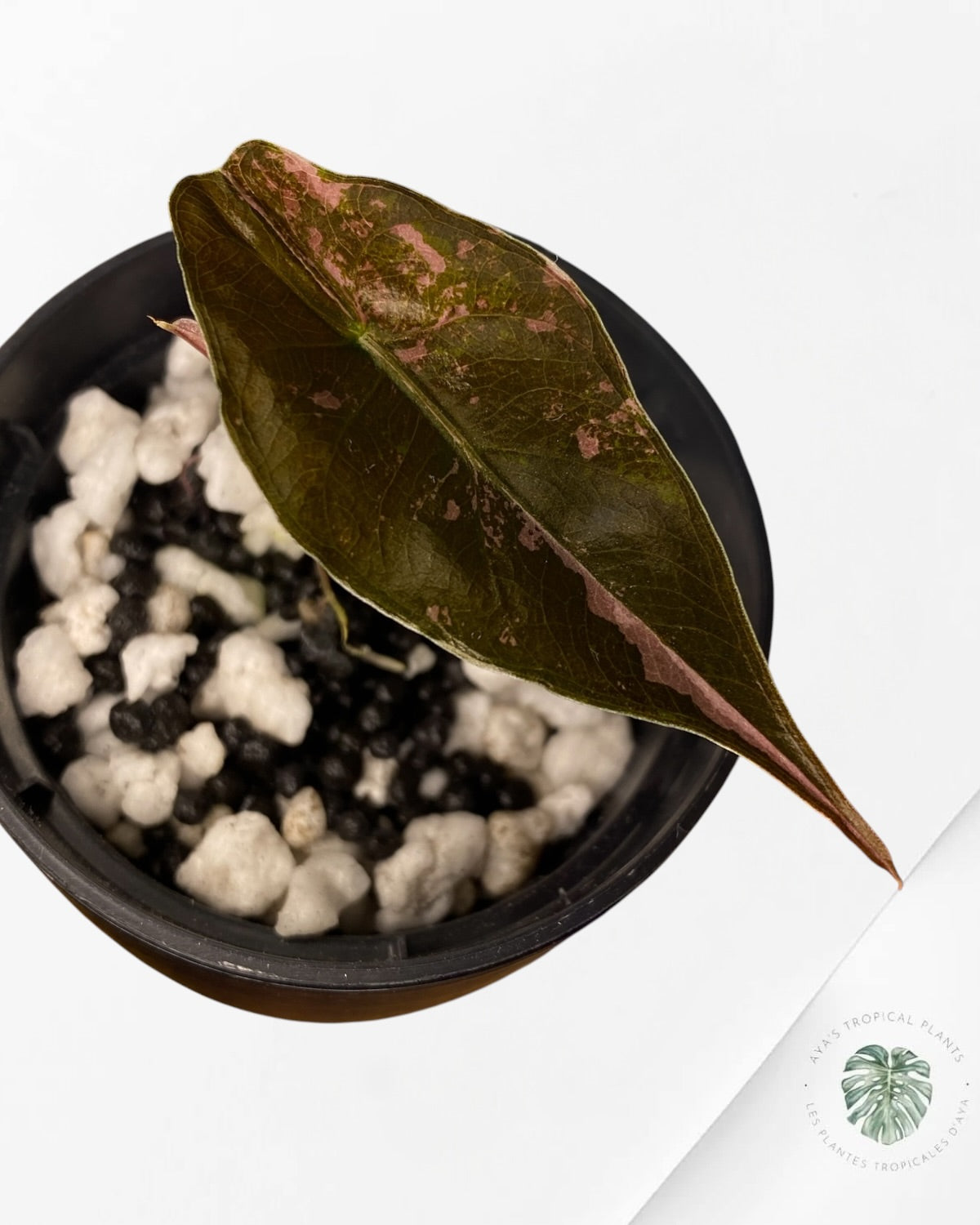 Alocasia Chantrieri panaché rose