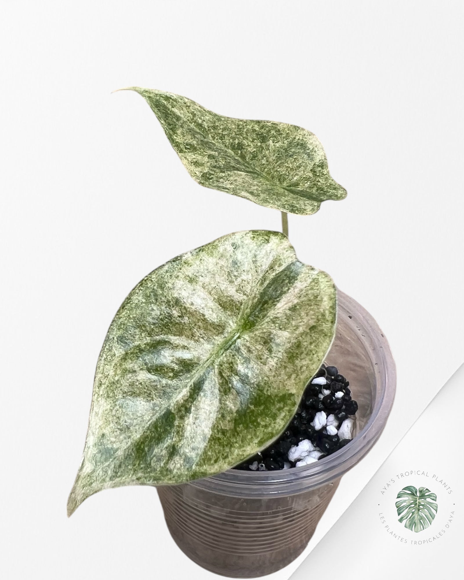 Alocasia Golden Bone Pink Splash