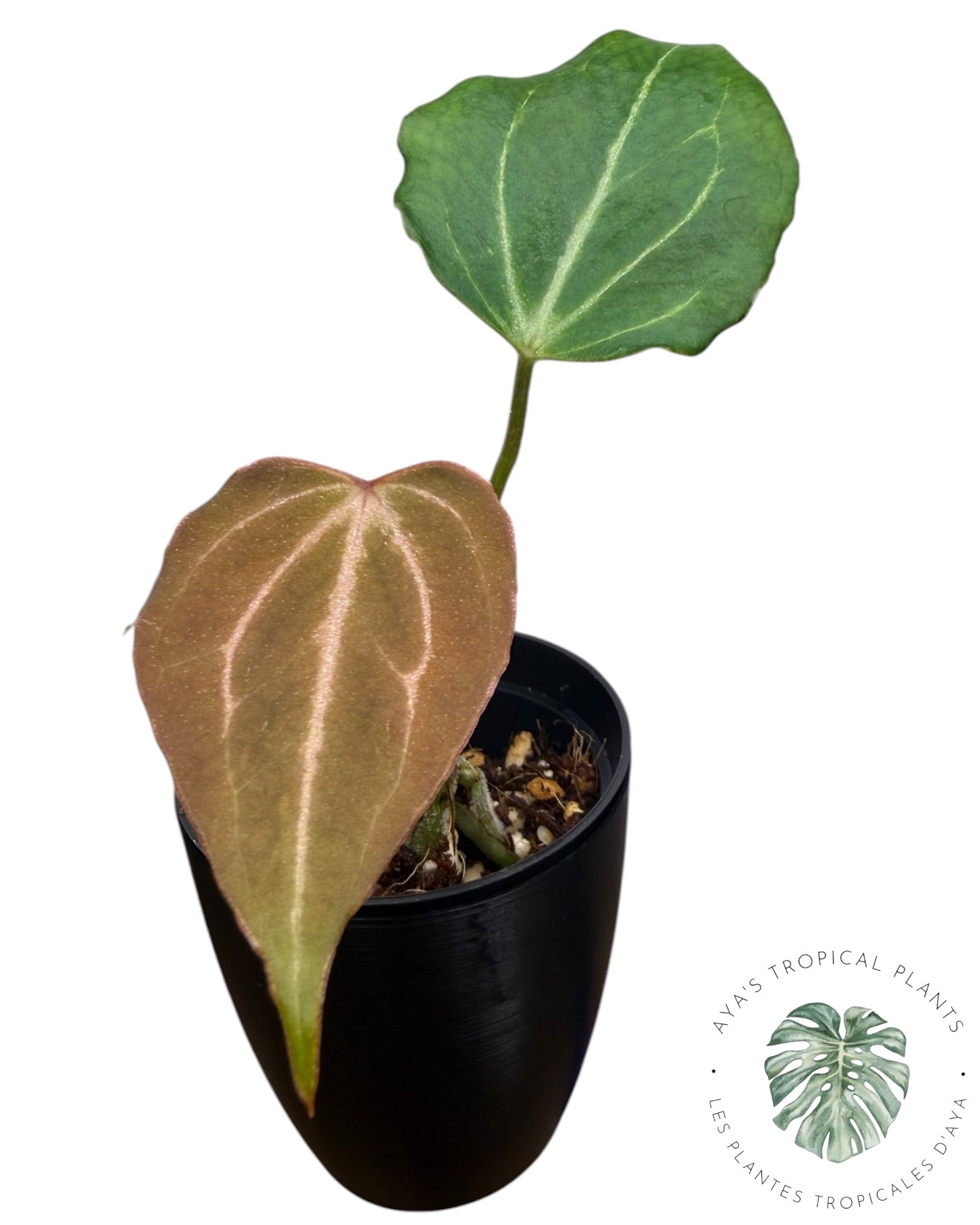 Anthurium Wonderboy X Michelle