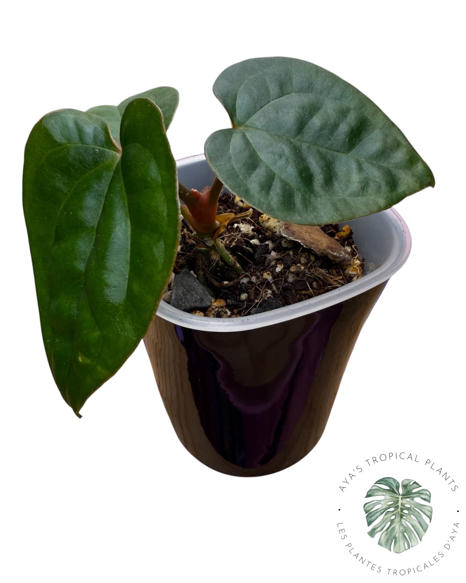 Anthurium Ace of Spades x Luxurians