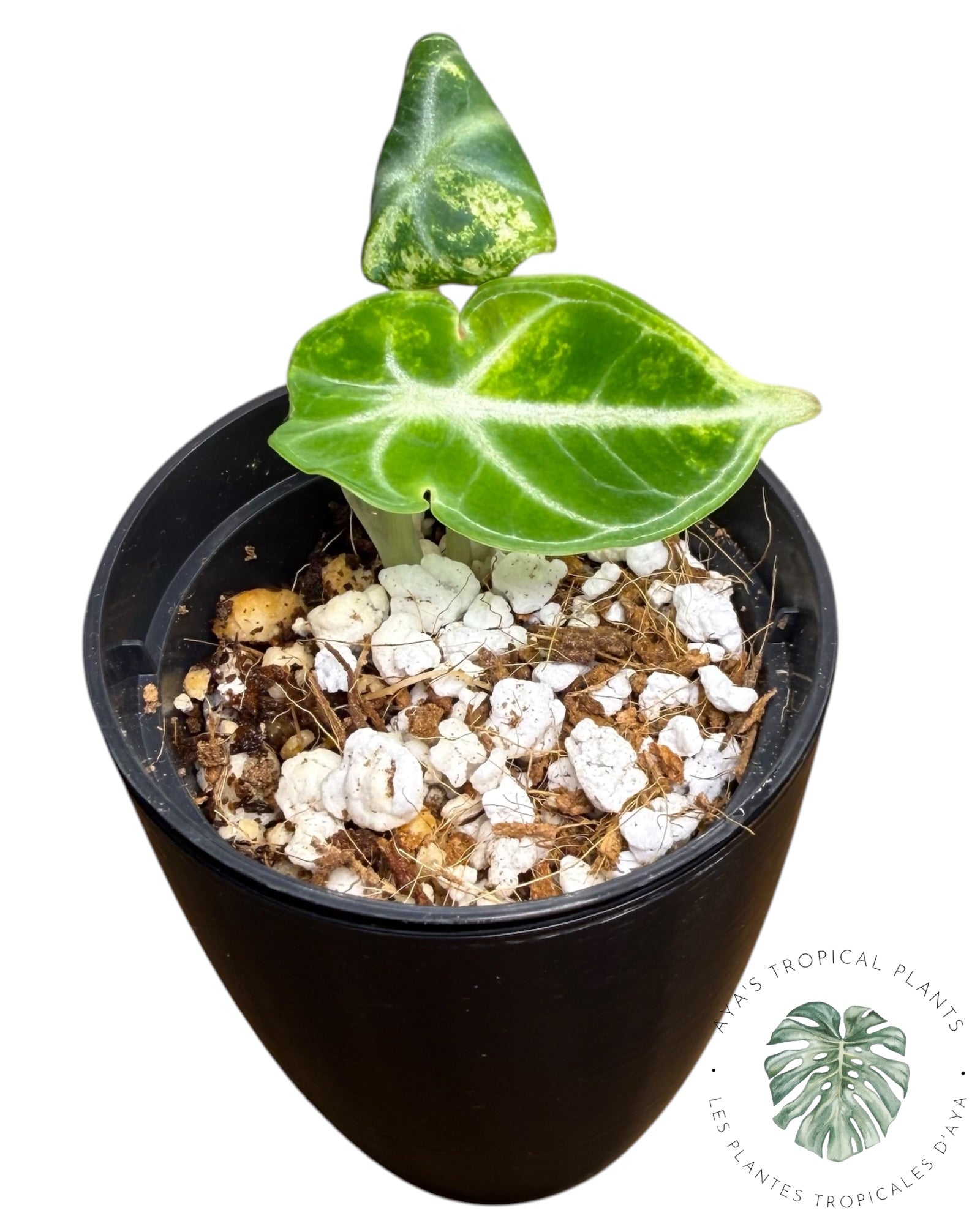 Alocasia Ninja Aurea