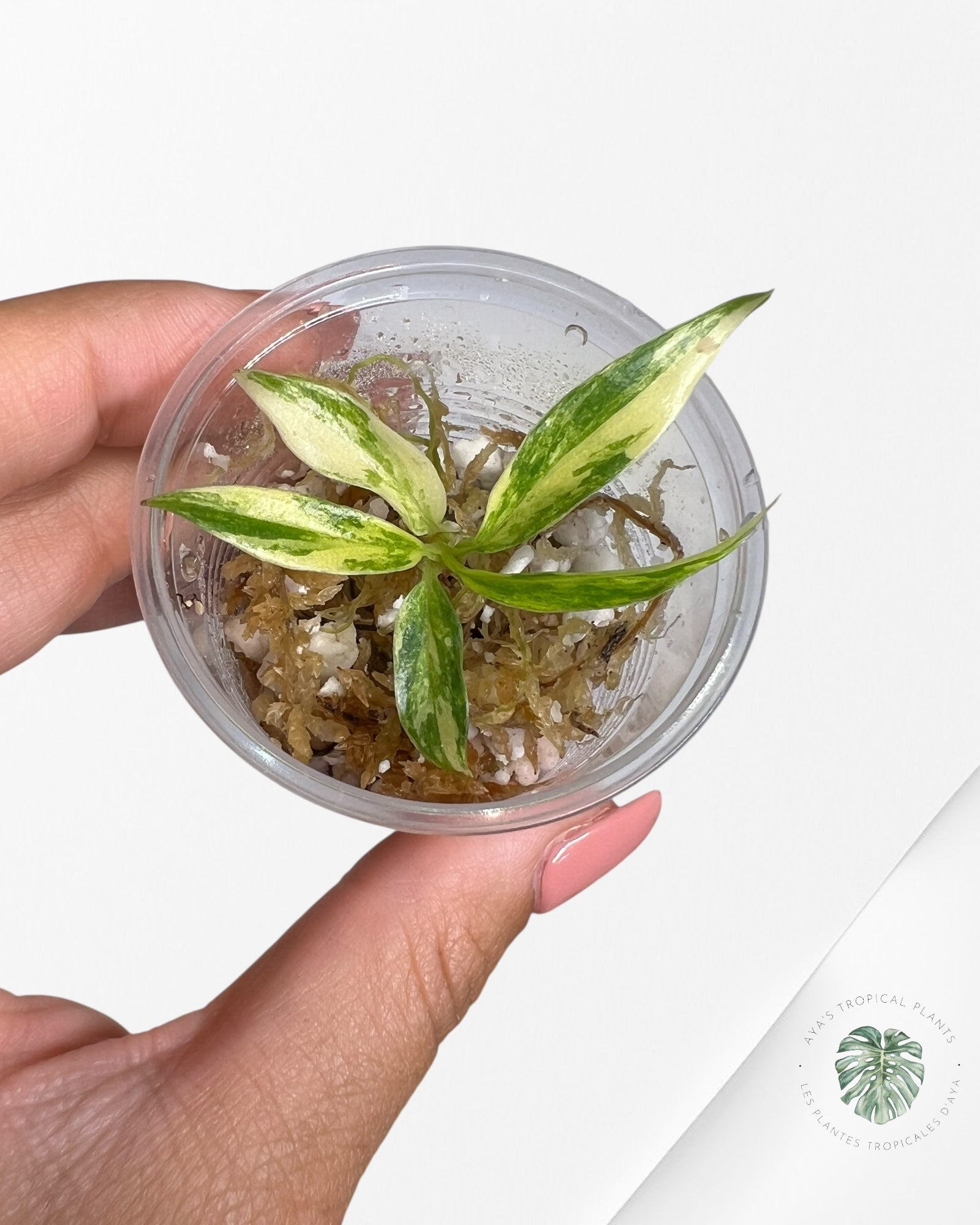 Philodendron Tortum Variegated - TC1