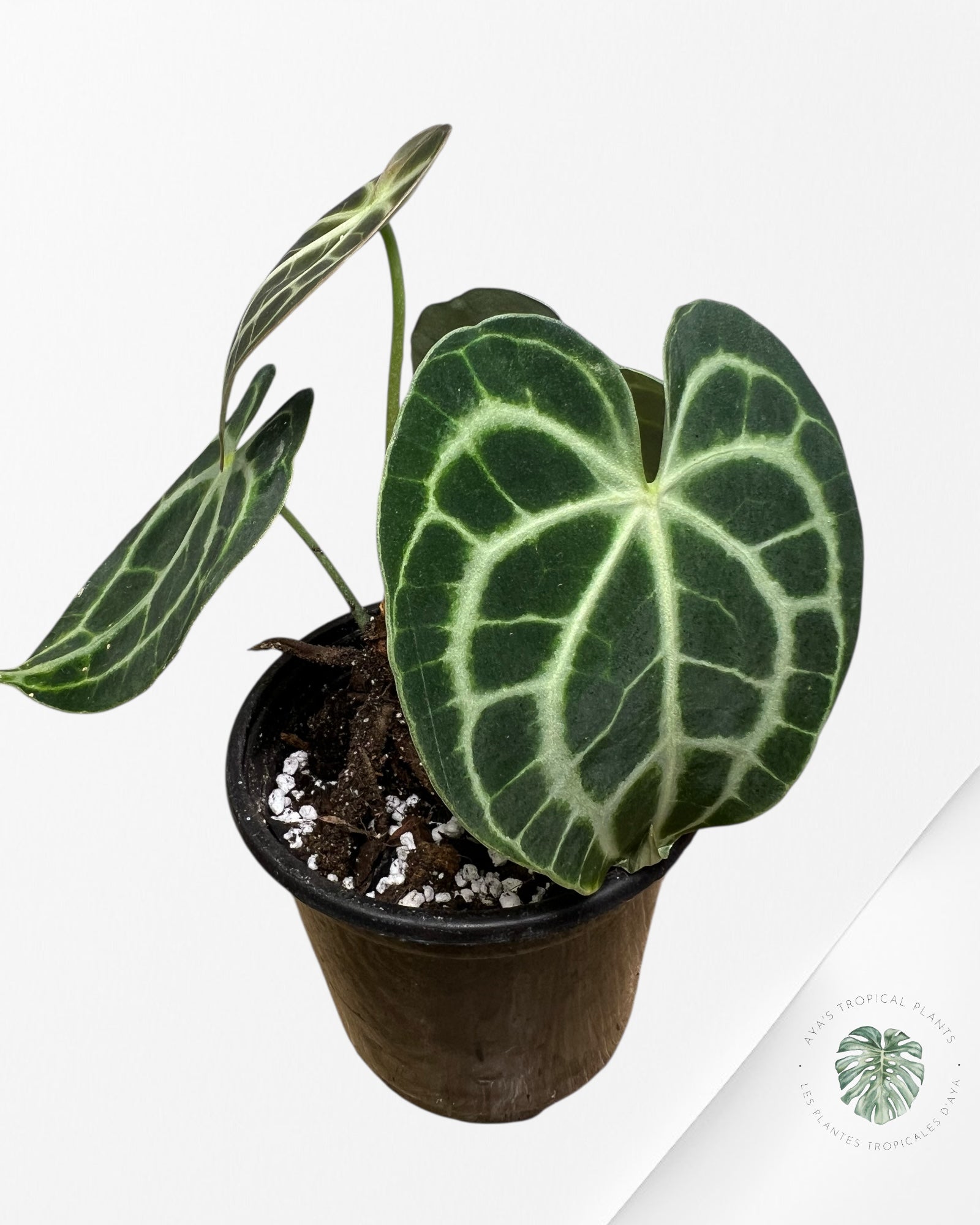 Anthurium Clarinervium KING - 94