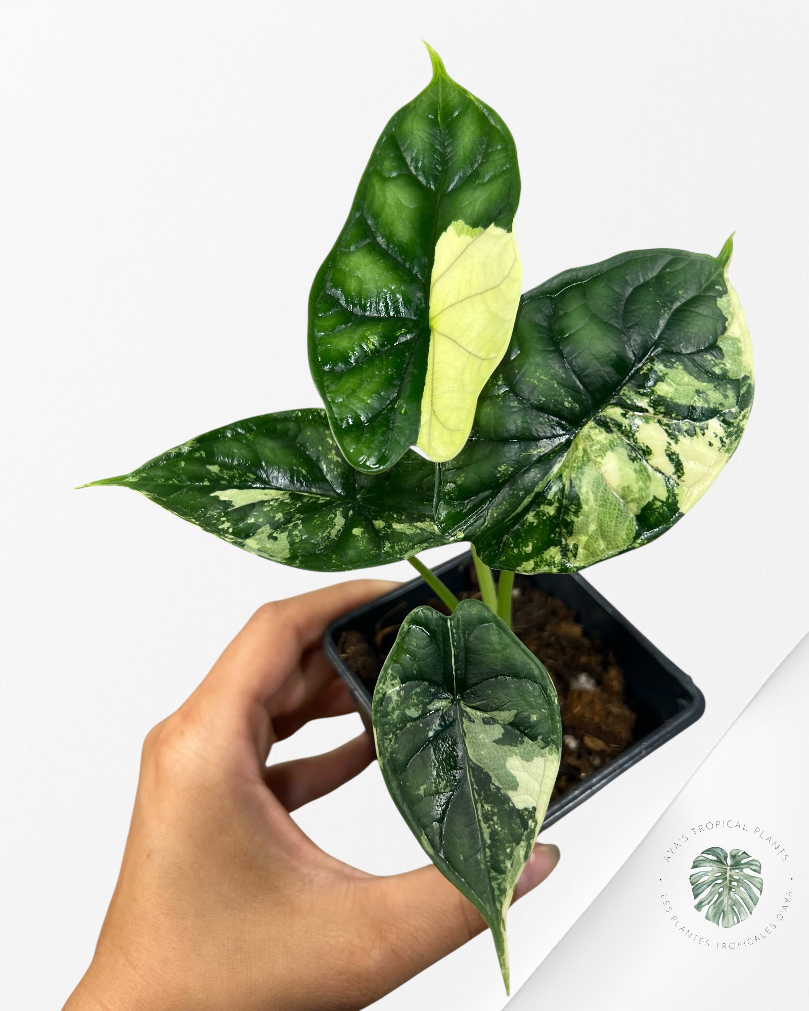 Alocasia baginda ' Dragon Scale’ variegated- F5